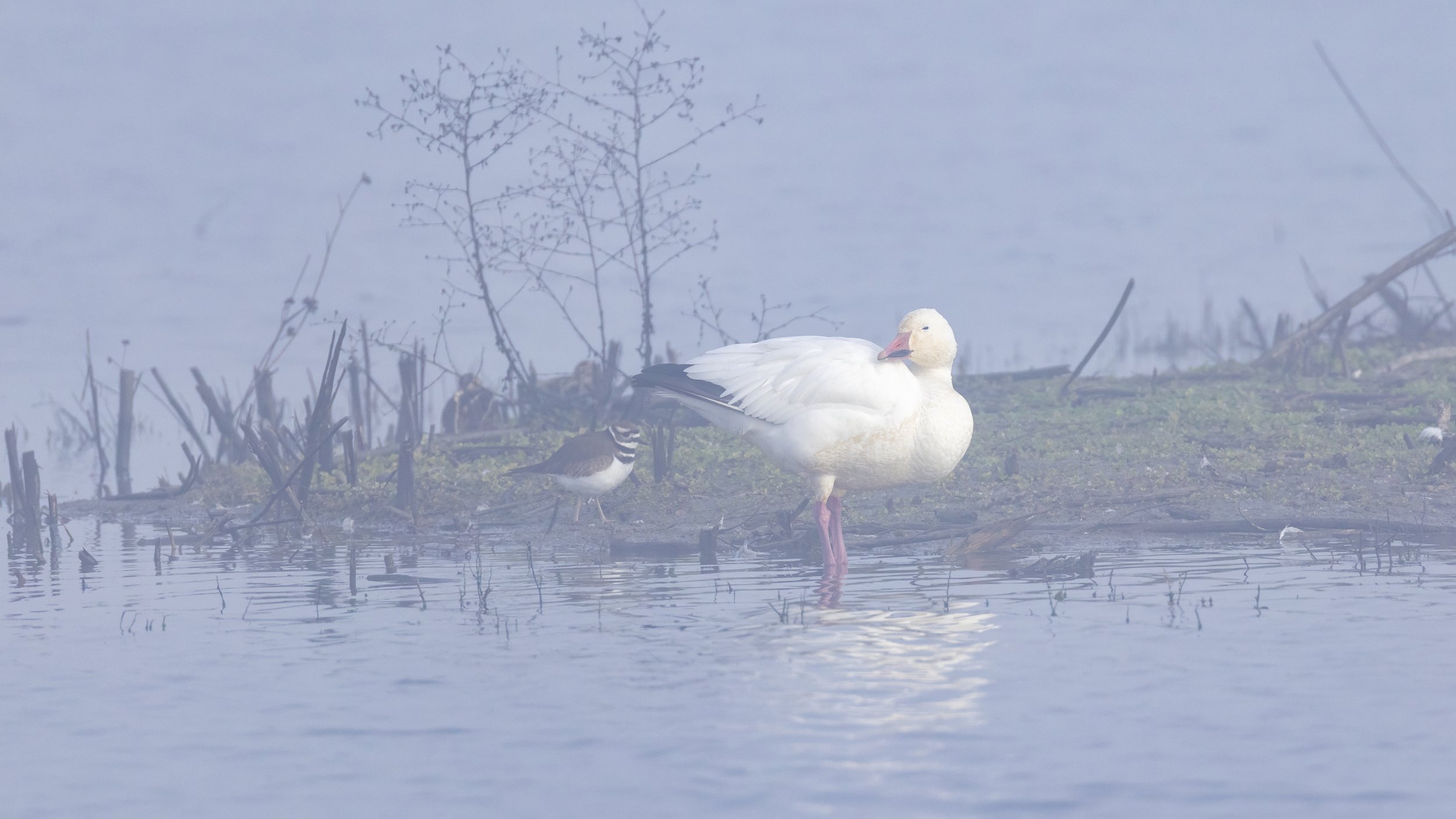 Snow Goose & Killdeer