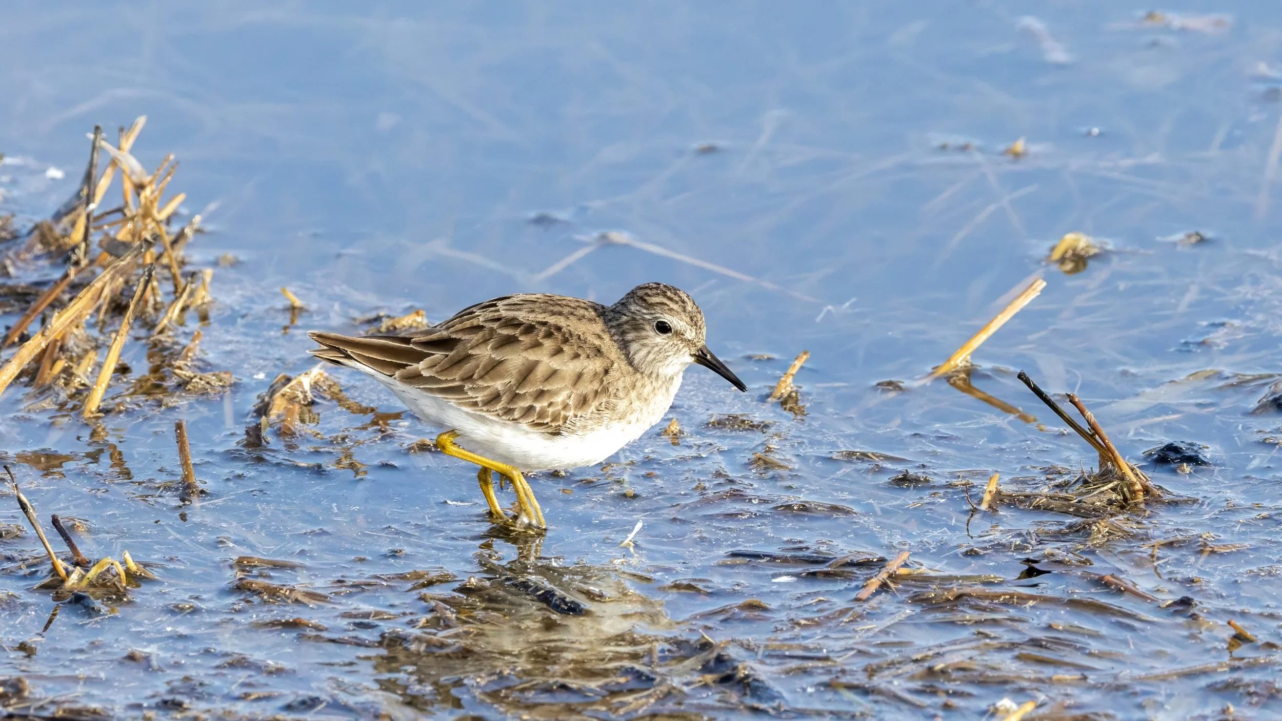 Least Sandpiper