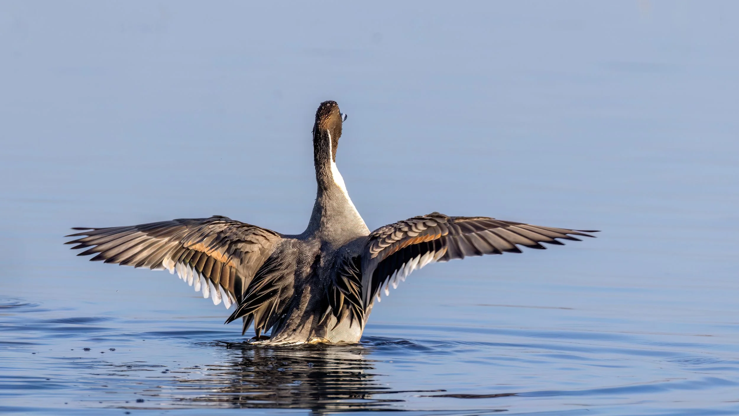 Northern Pintail