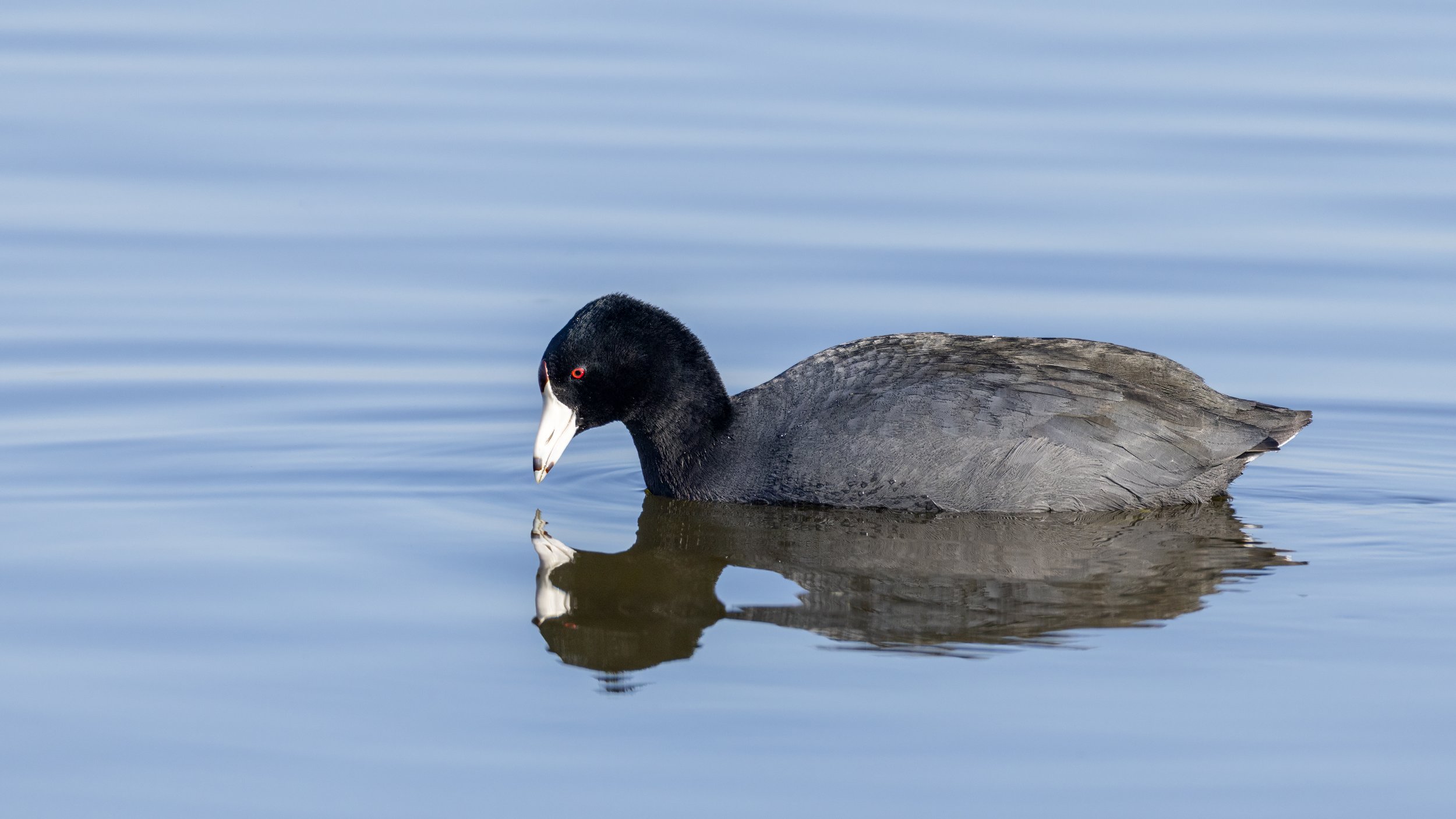 American Coot