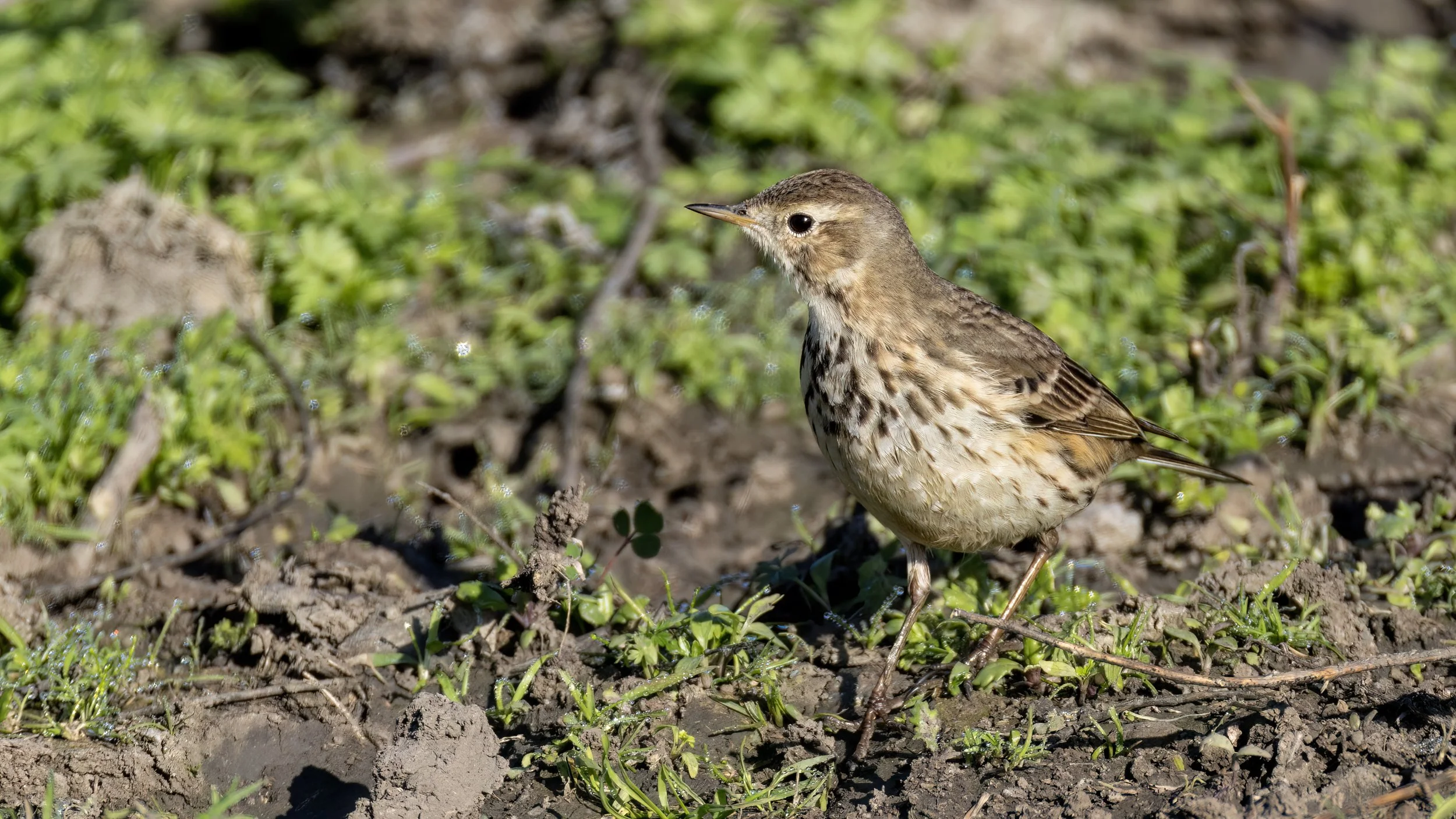 American Pipit
