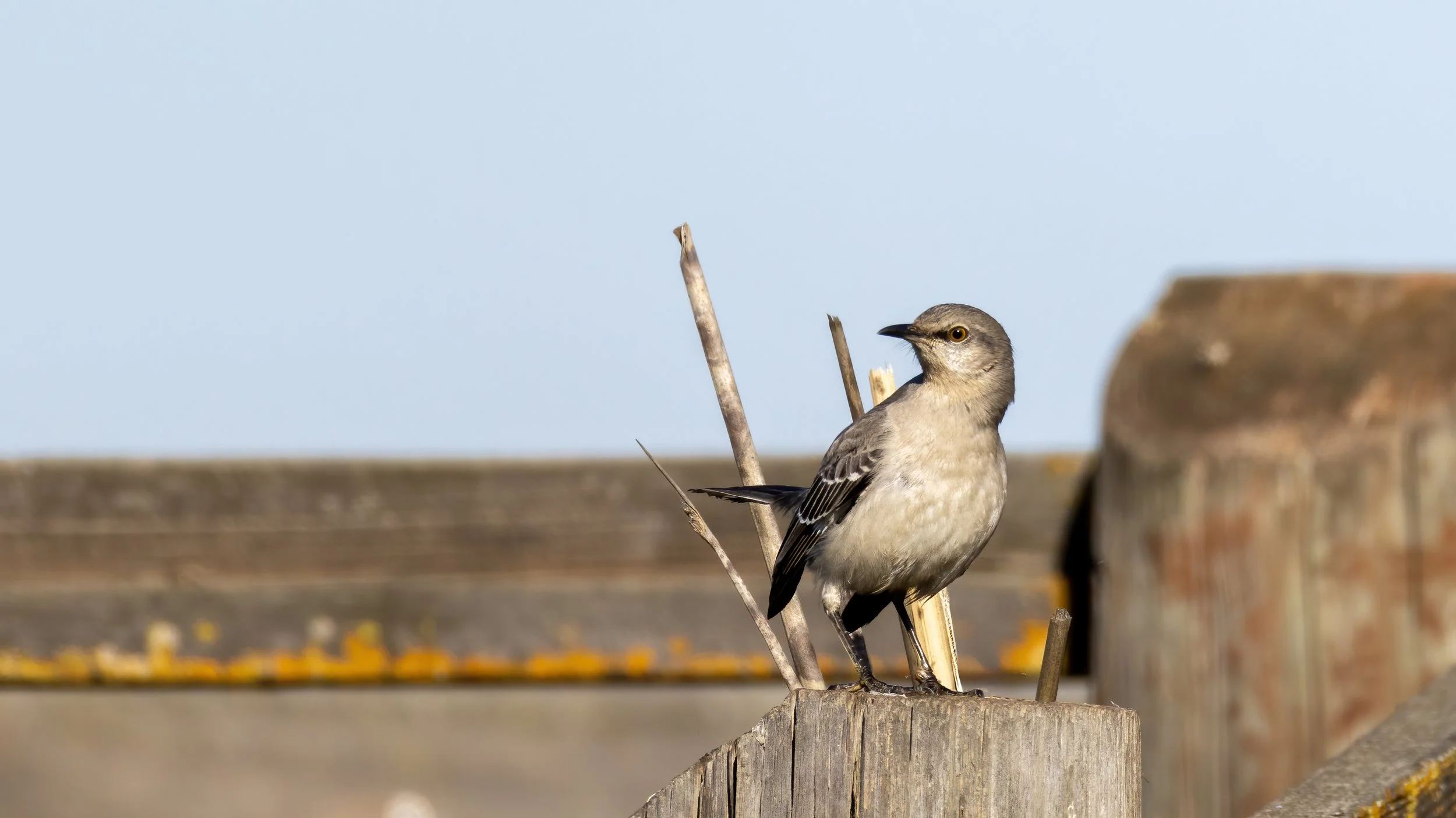 Northern Mockingbird
