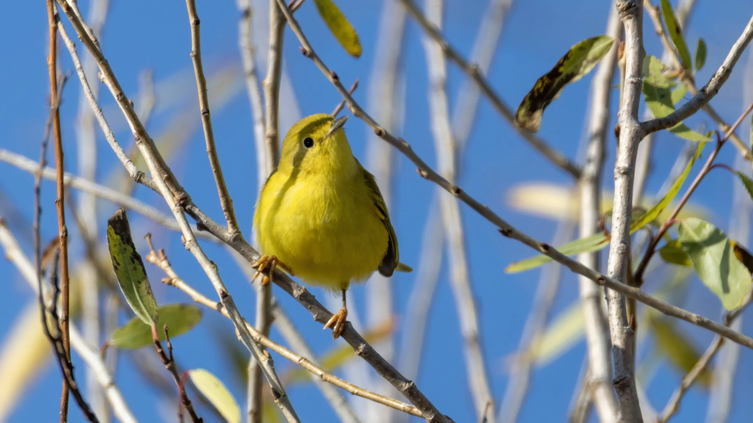 Northern Yellow Warbler