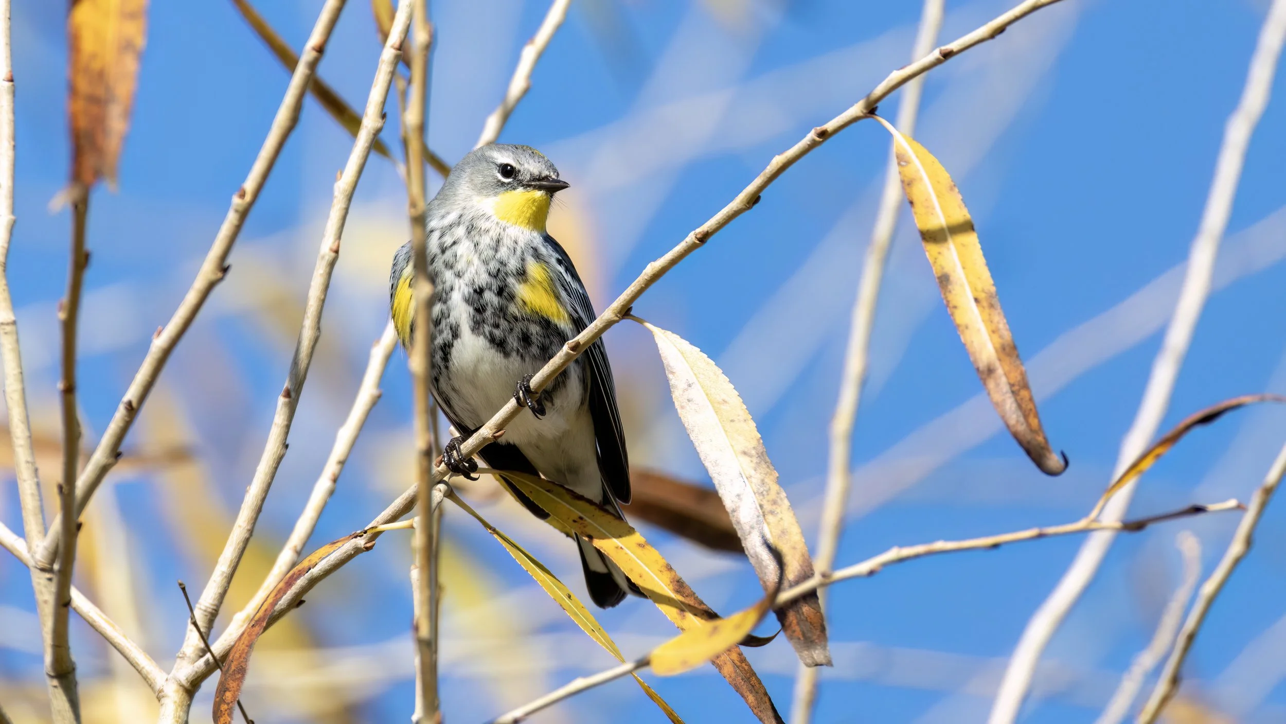 Yellow-rumped Warbler