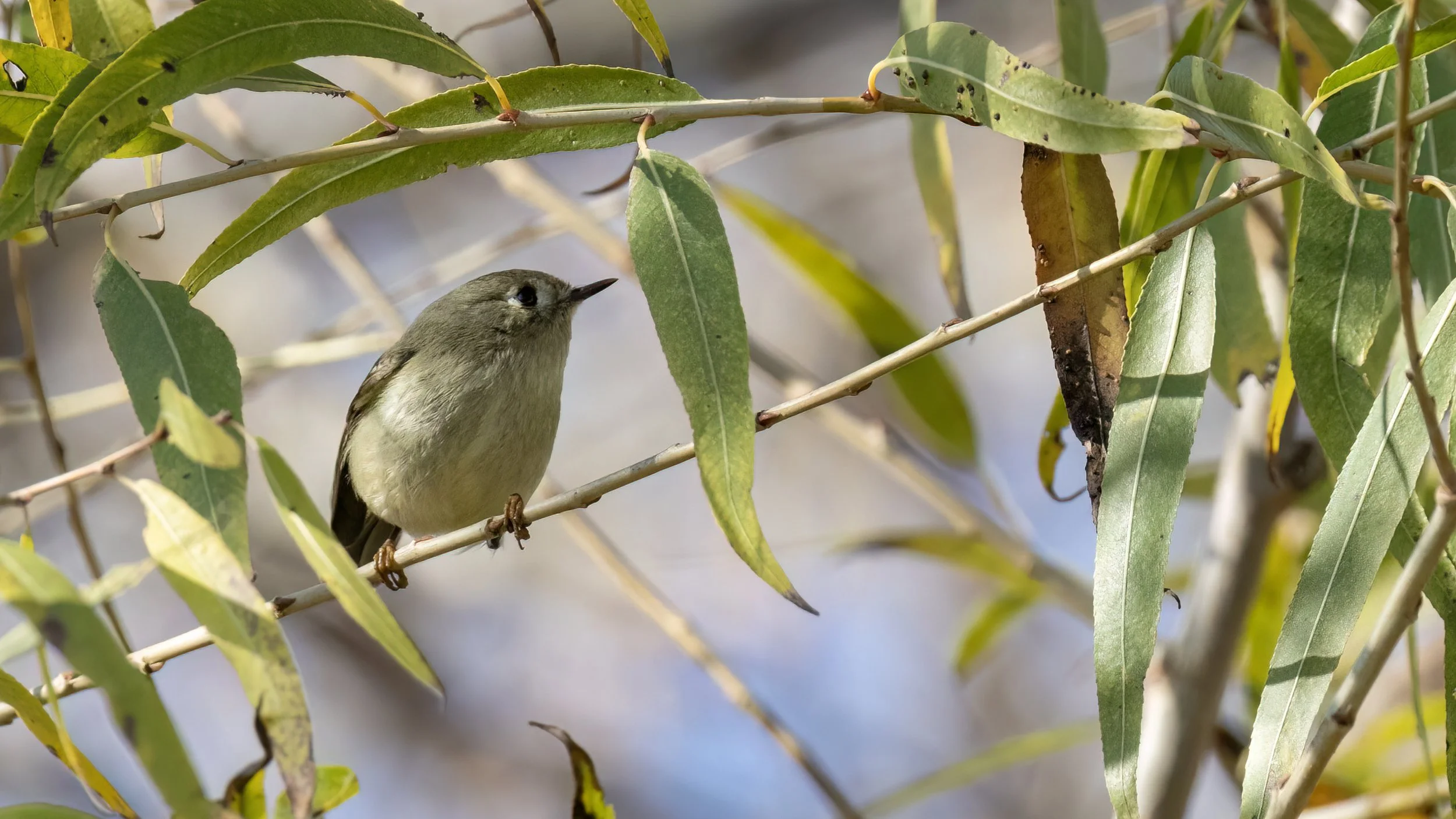 Ruby-crowned Kinglet