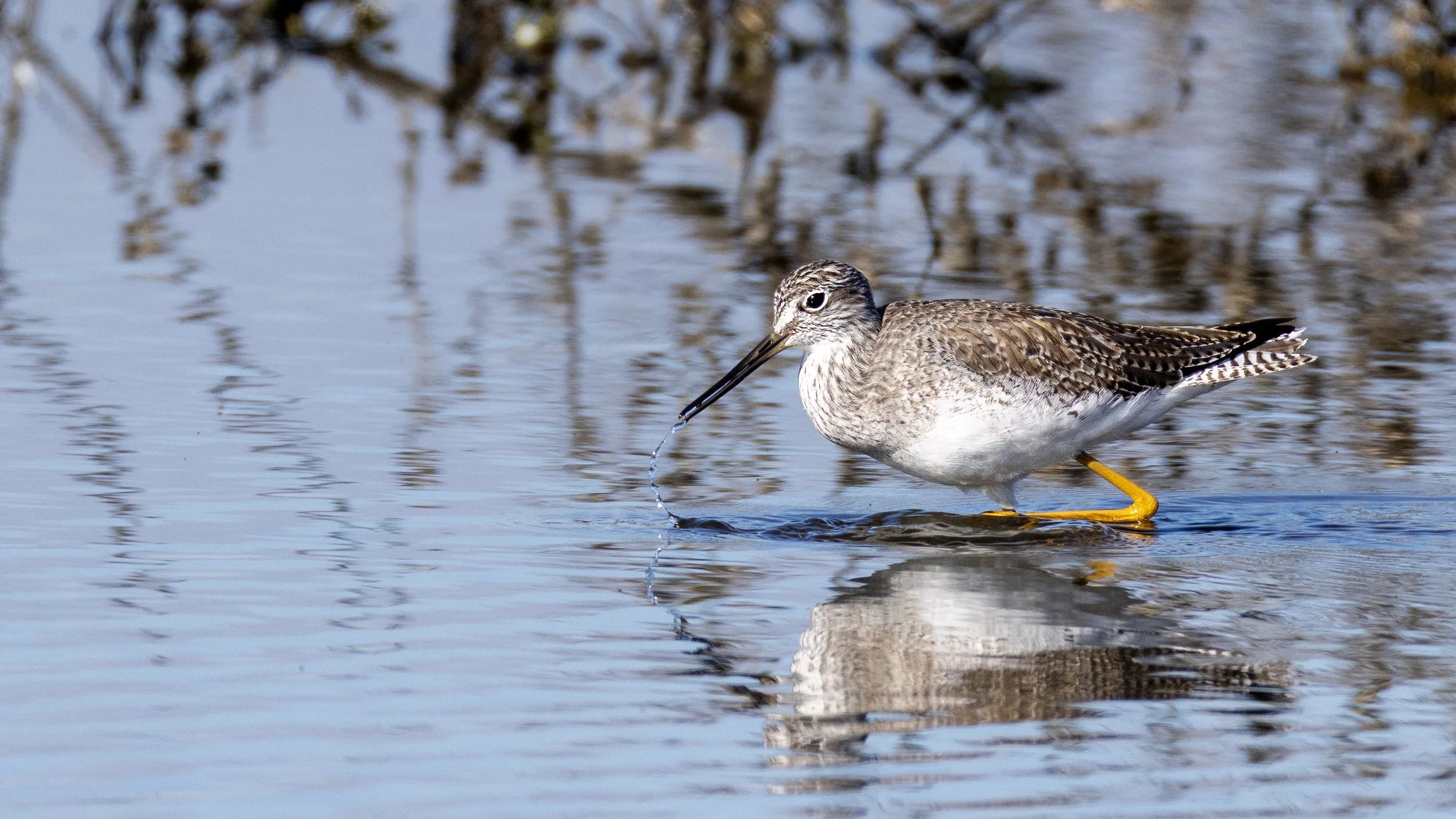 Greater Yellowlegs