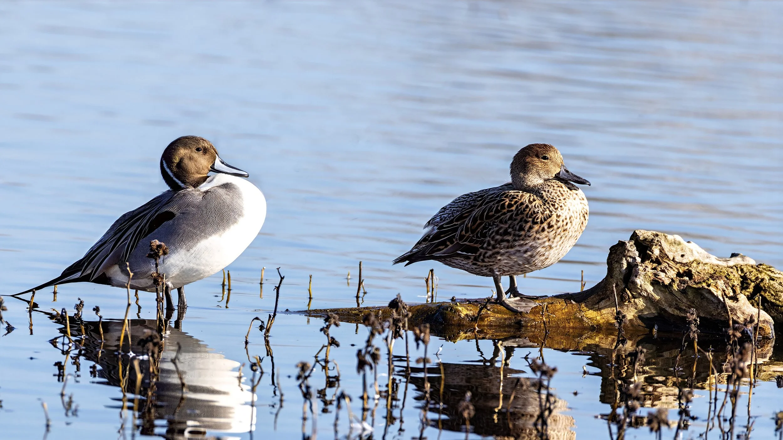 Northern Pintail