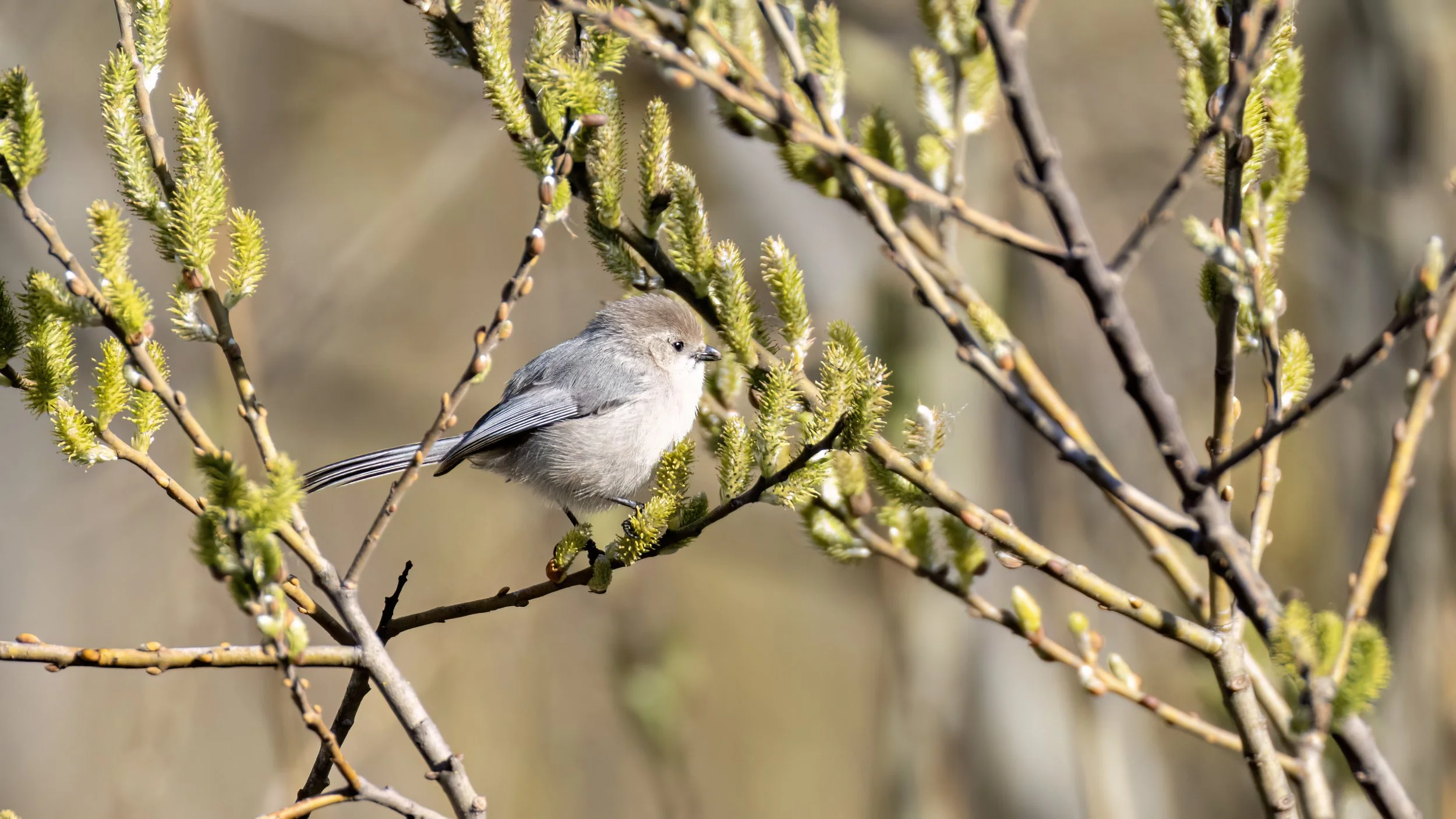 Bushtit