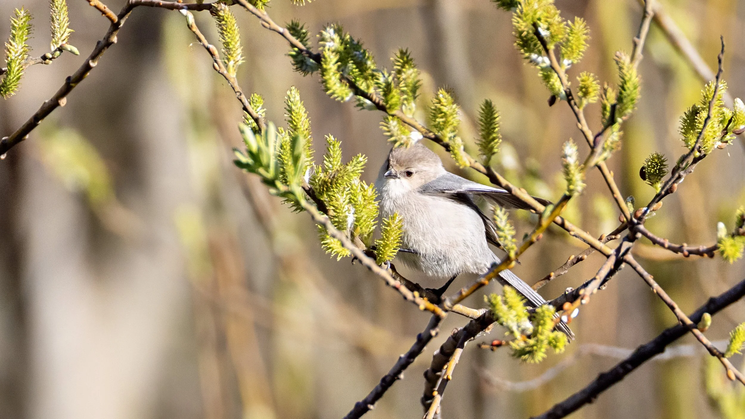 Bushtit
