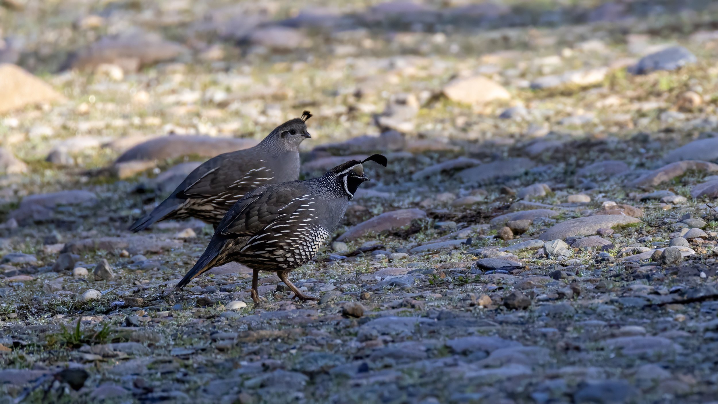 California Quail