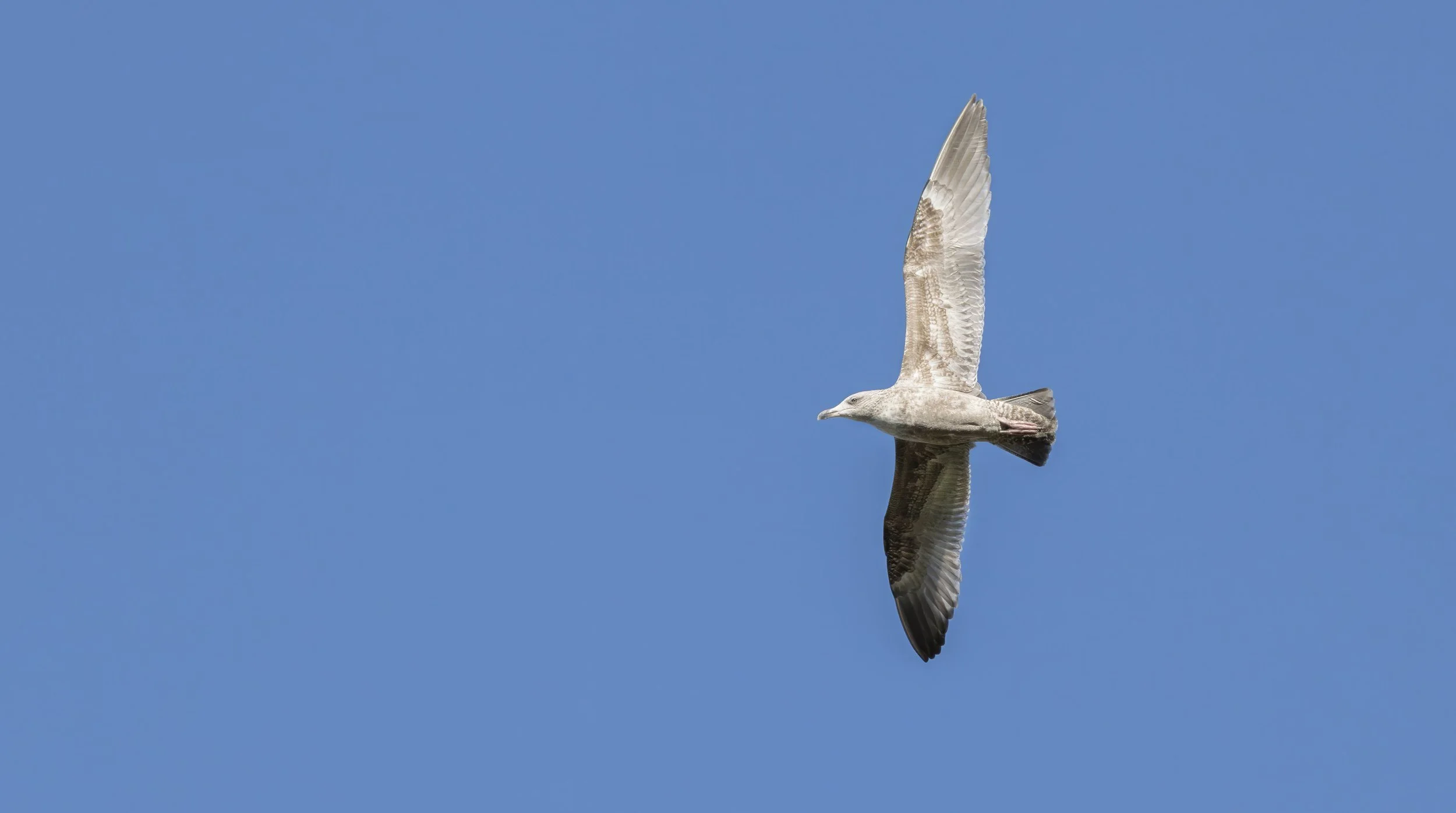 Herring Gull