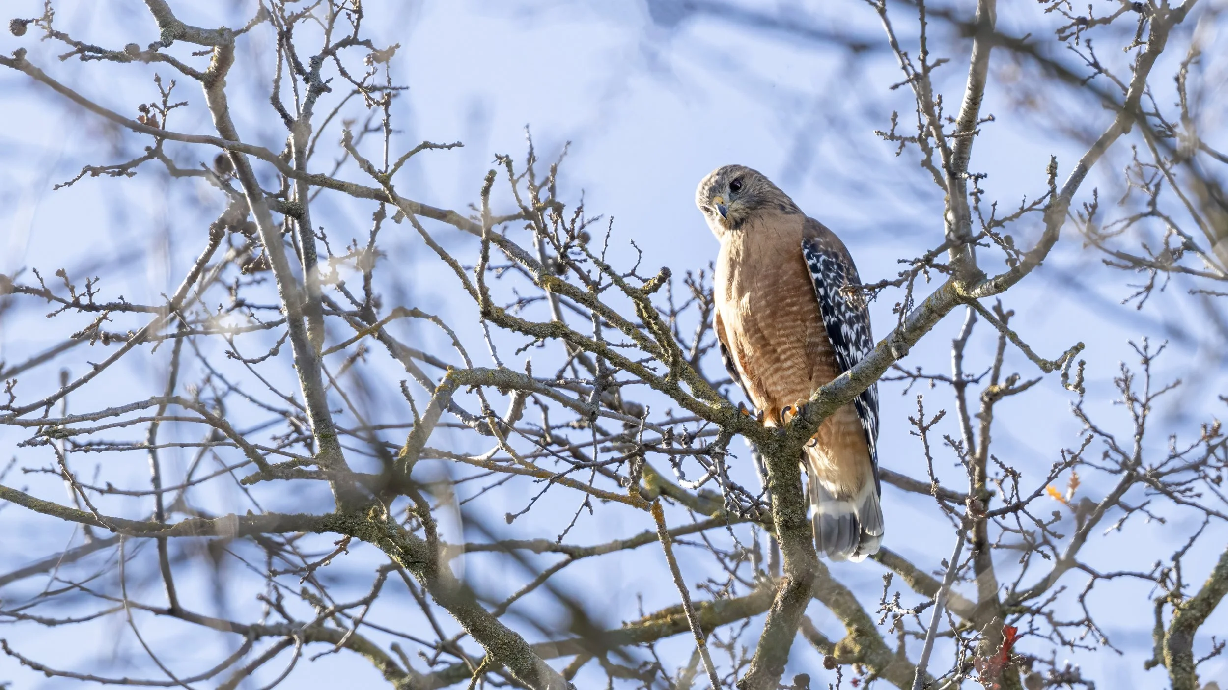 Red-shouldered Hawk