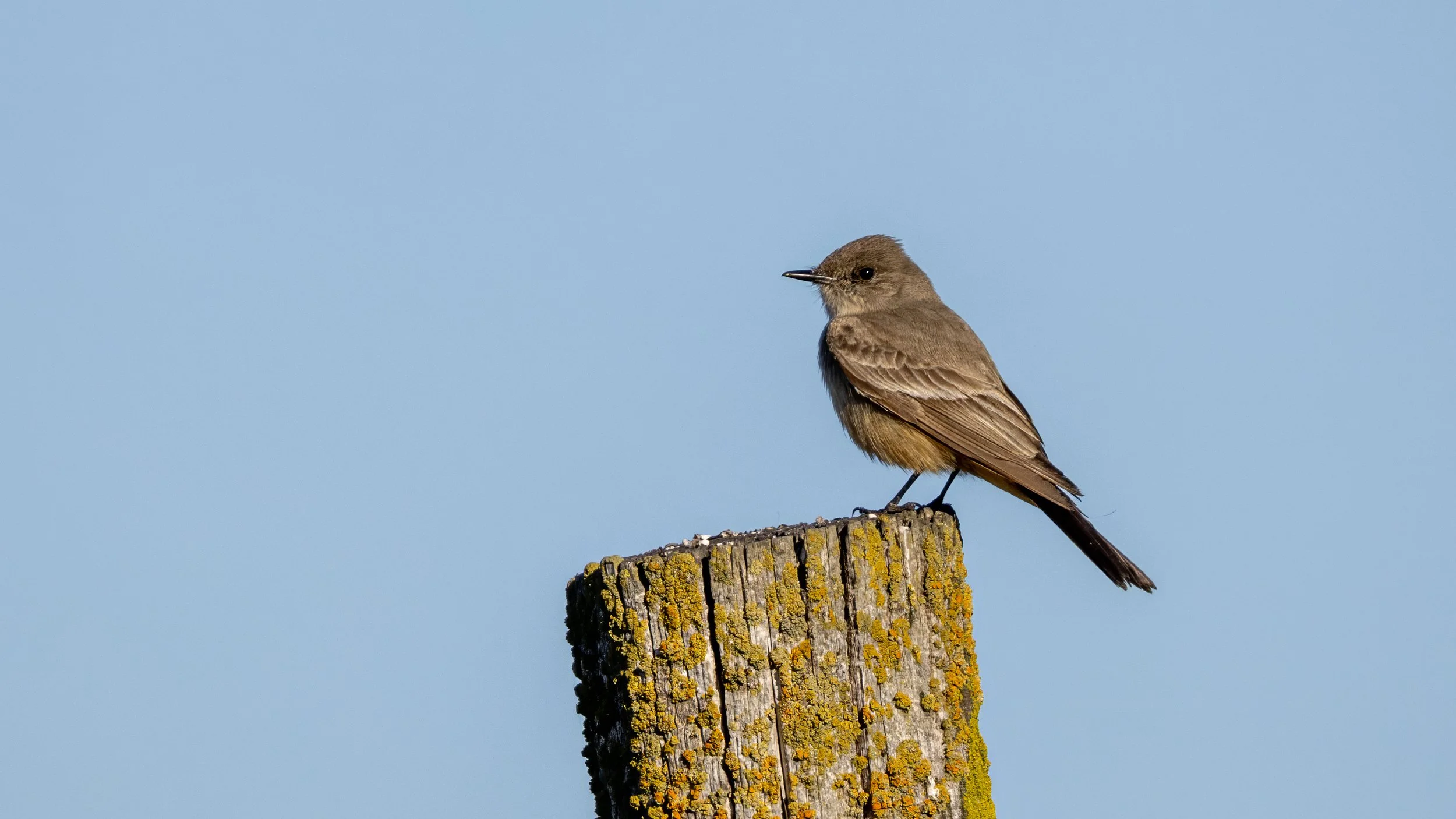 Say's Phoebe