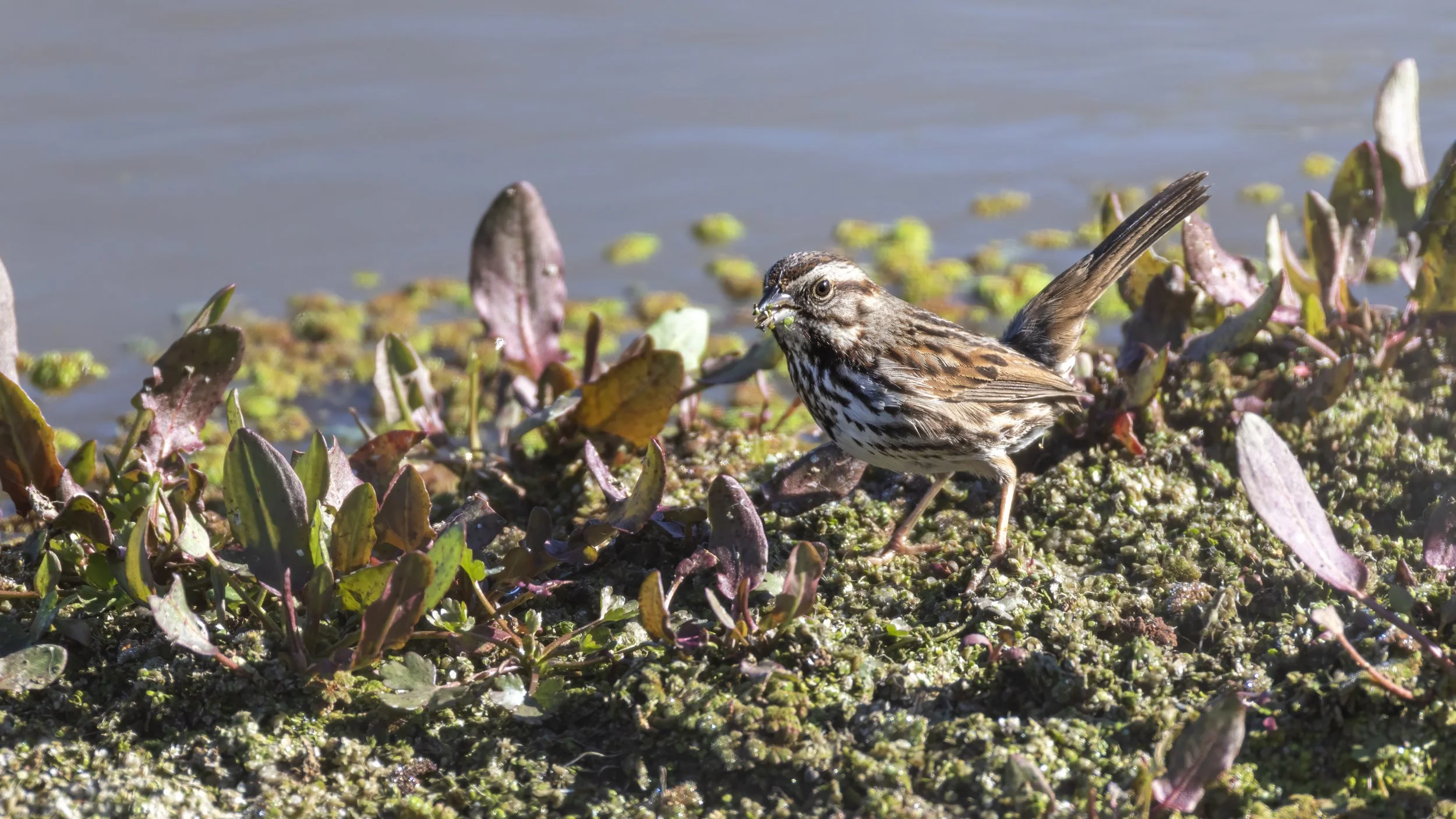 Song Sparrow