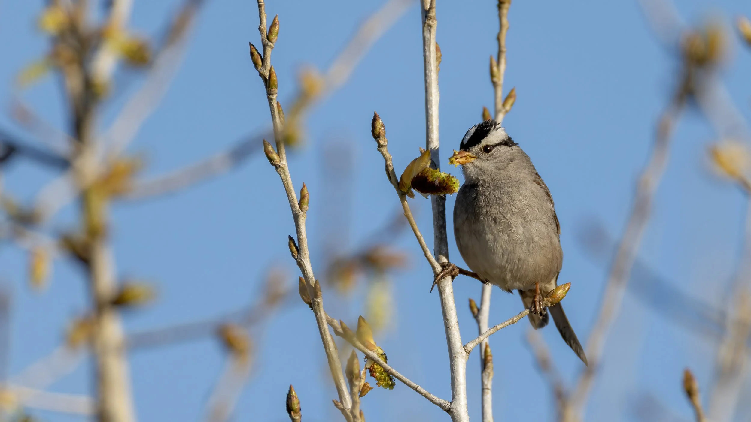 White-crowned Sparrow