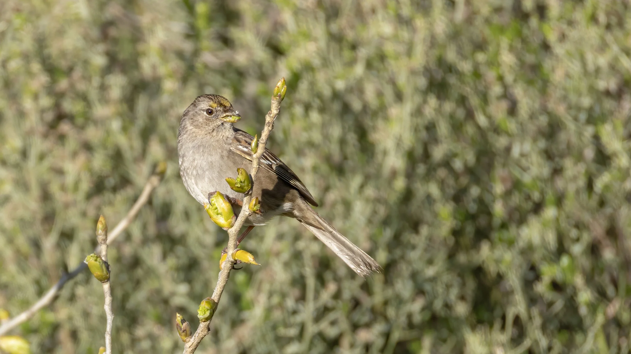 Golden-crowned Sparrow