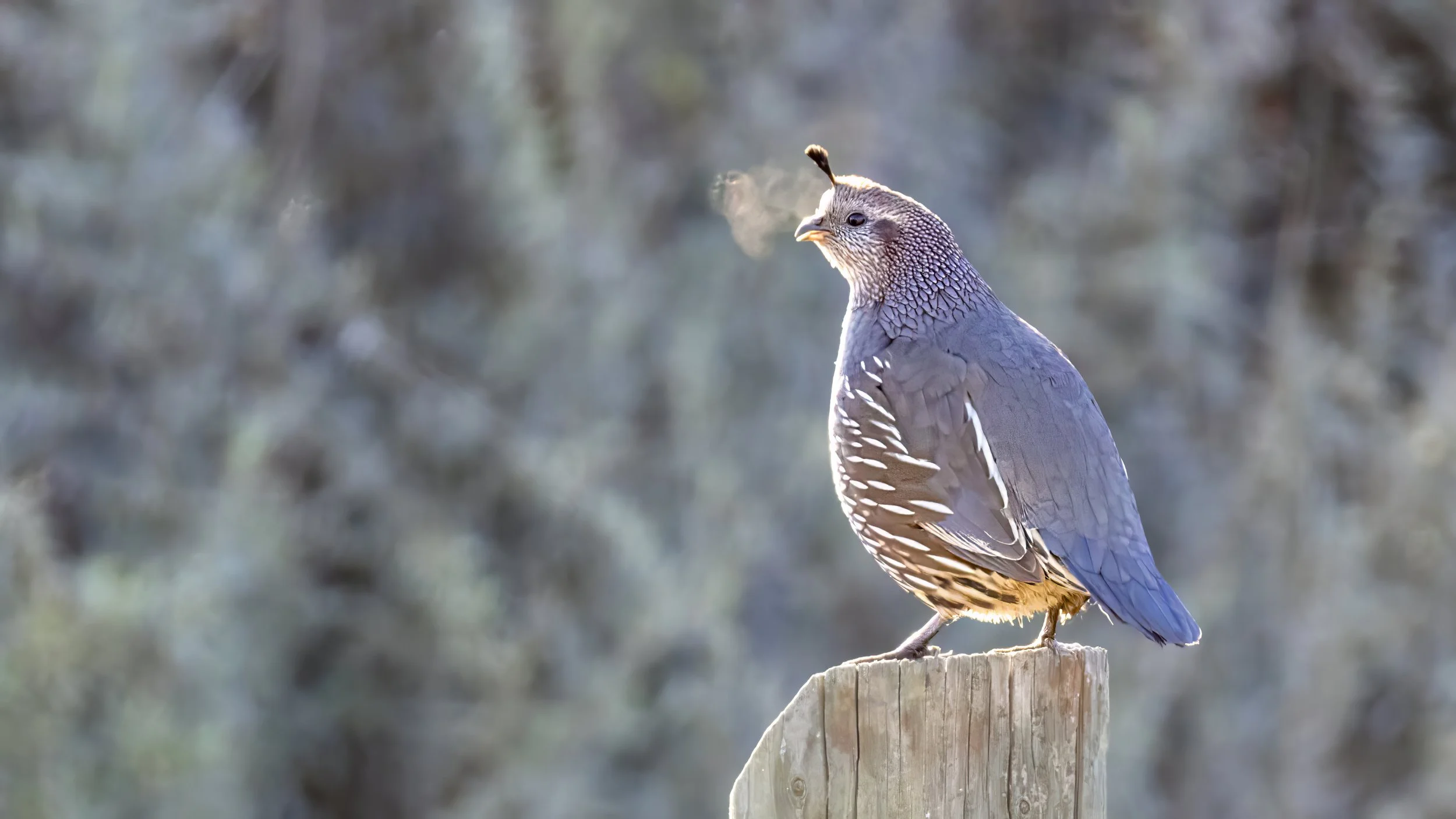 California Quail
