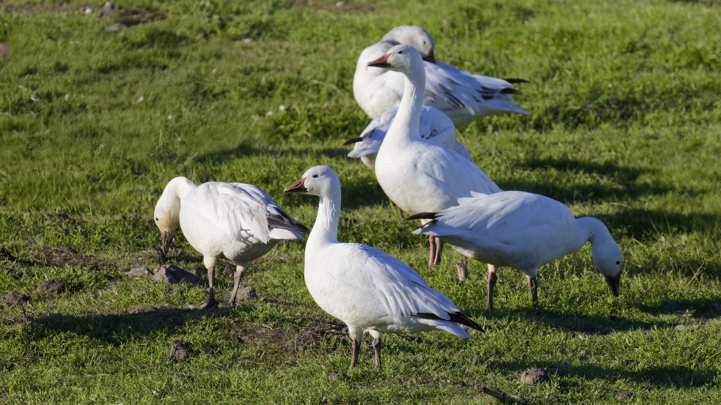 Snow Goose