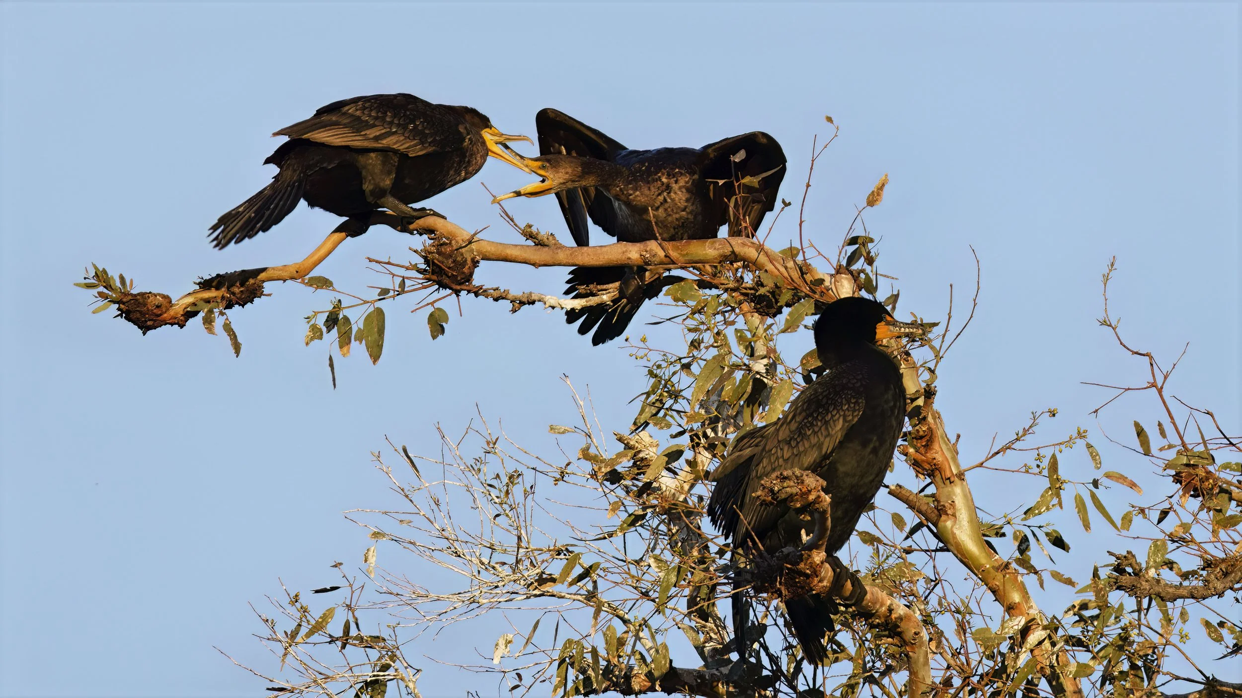 Double-crested Cormorant