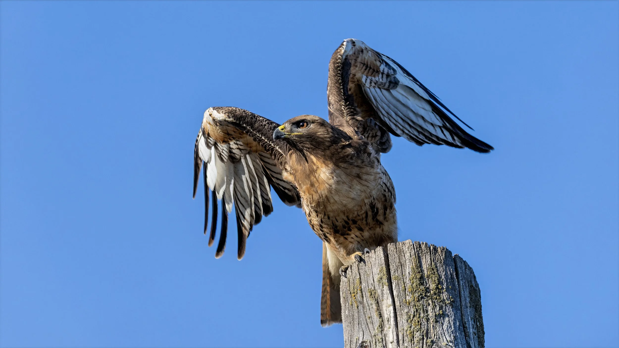 Red-tailed Hawk