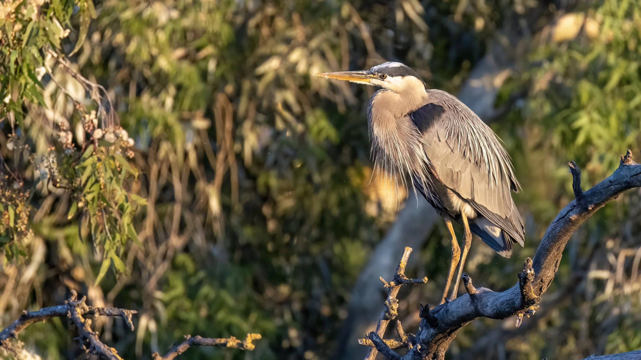Great Blue Heron