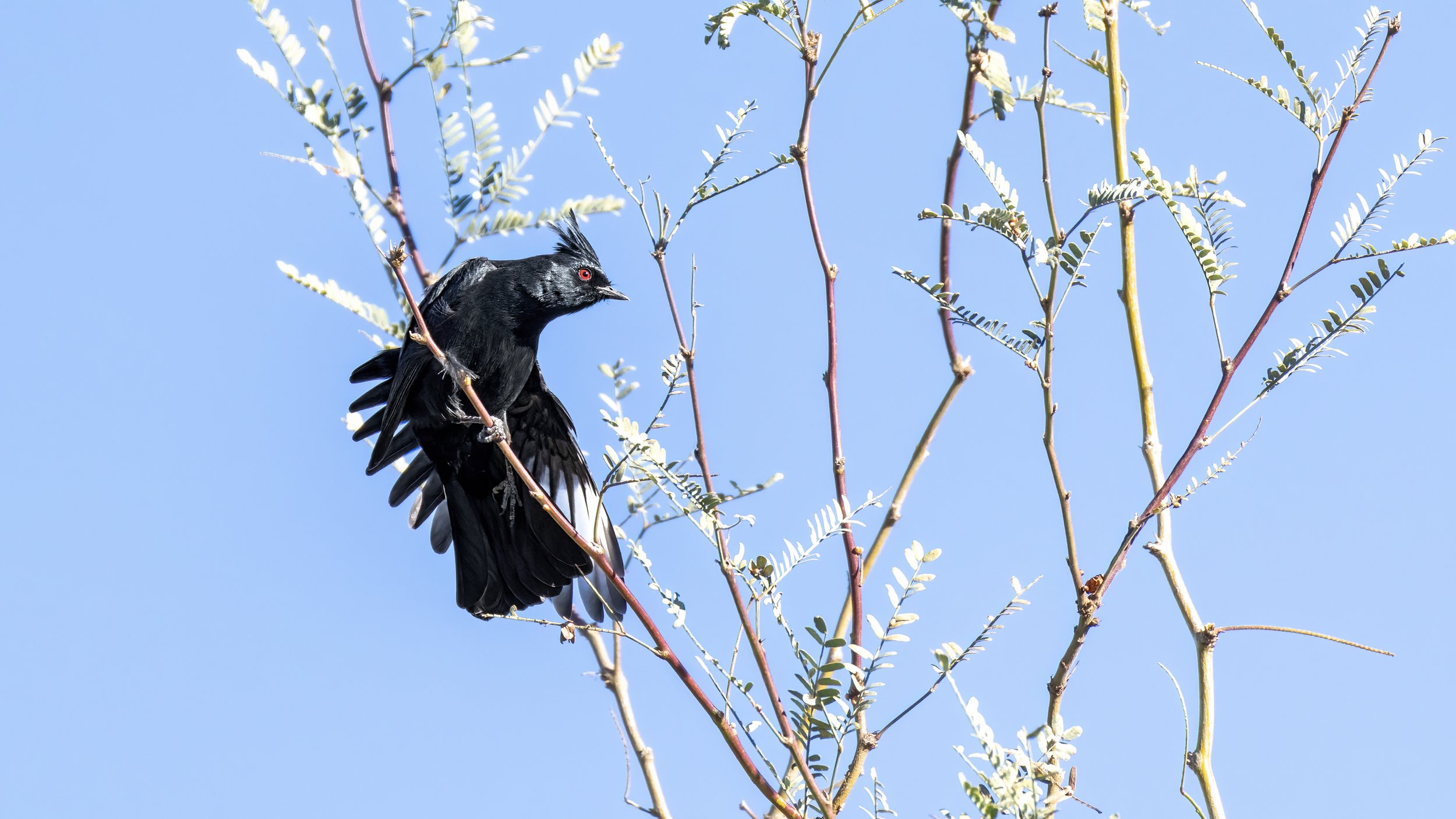 Phainopepla