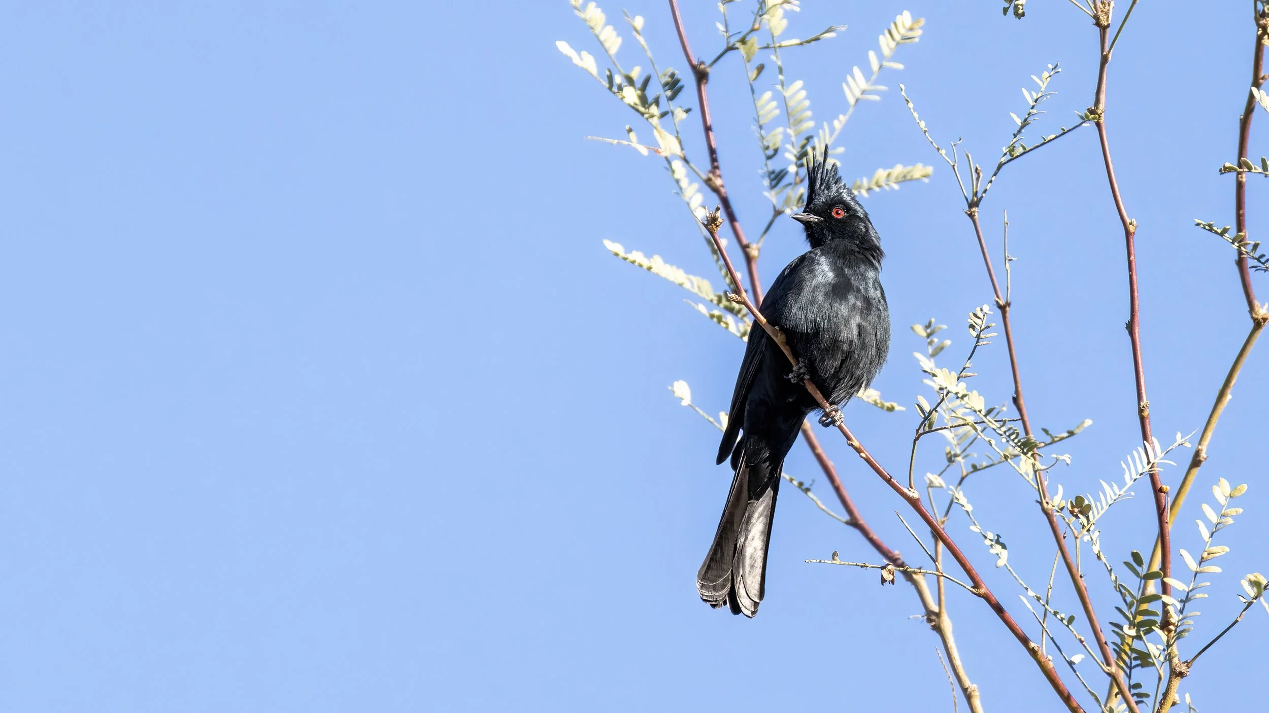Phainopepla