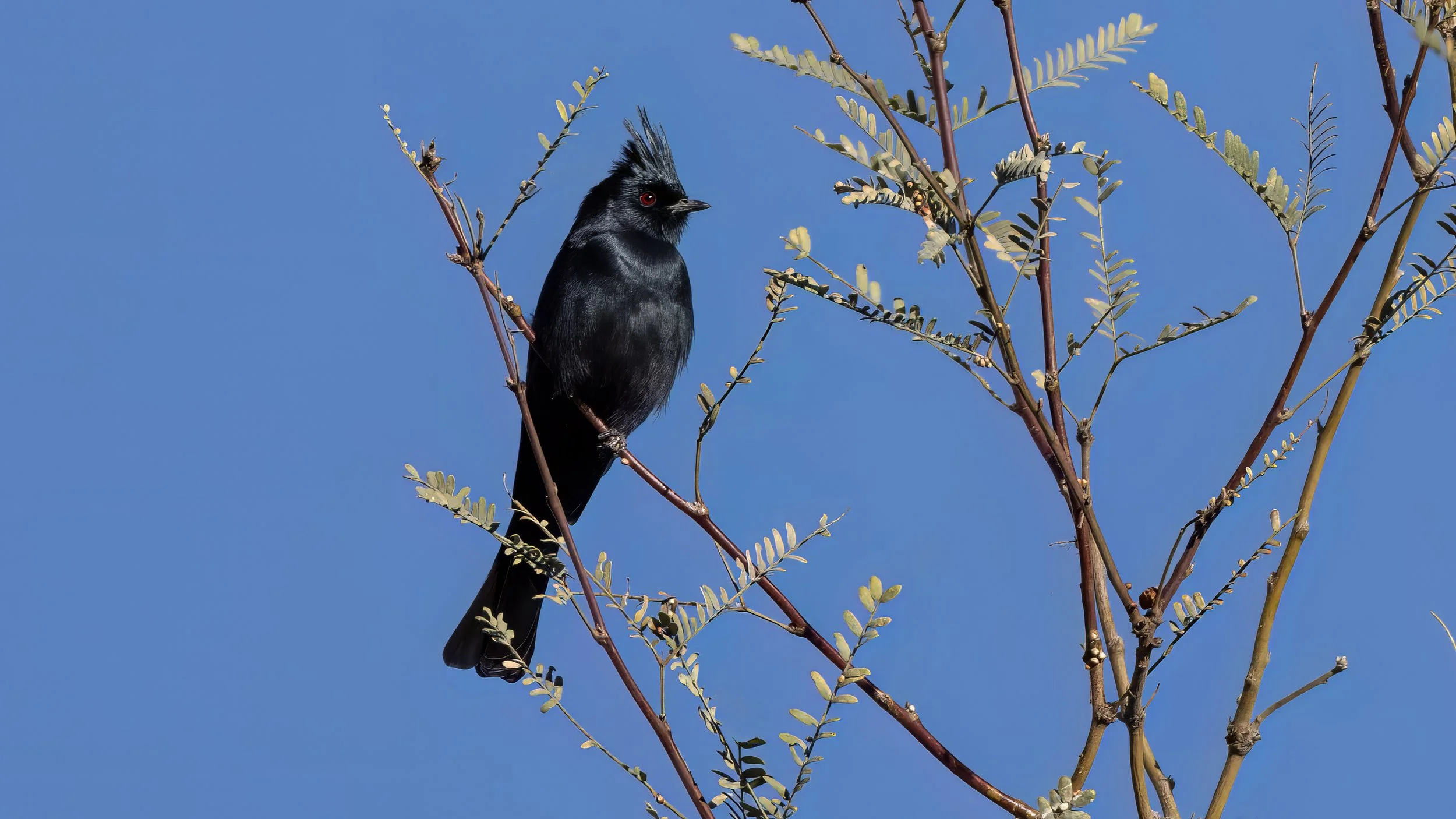 Phainopepla