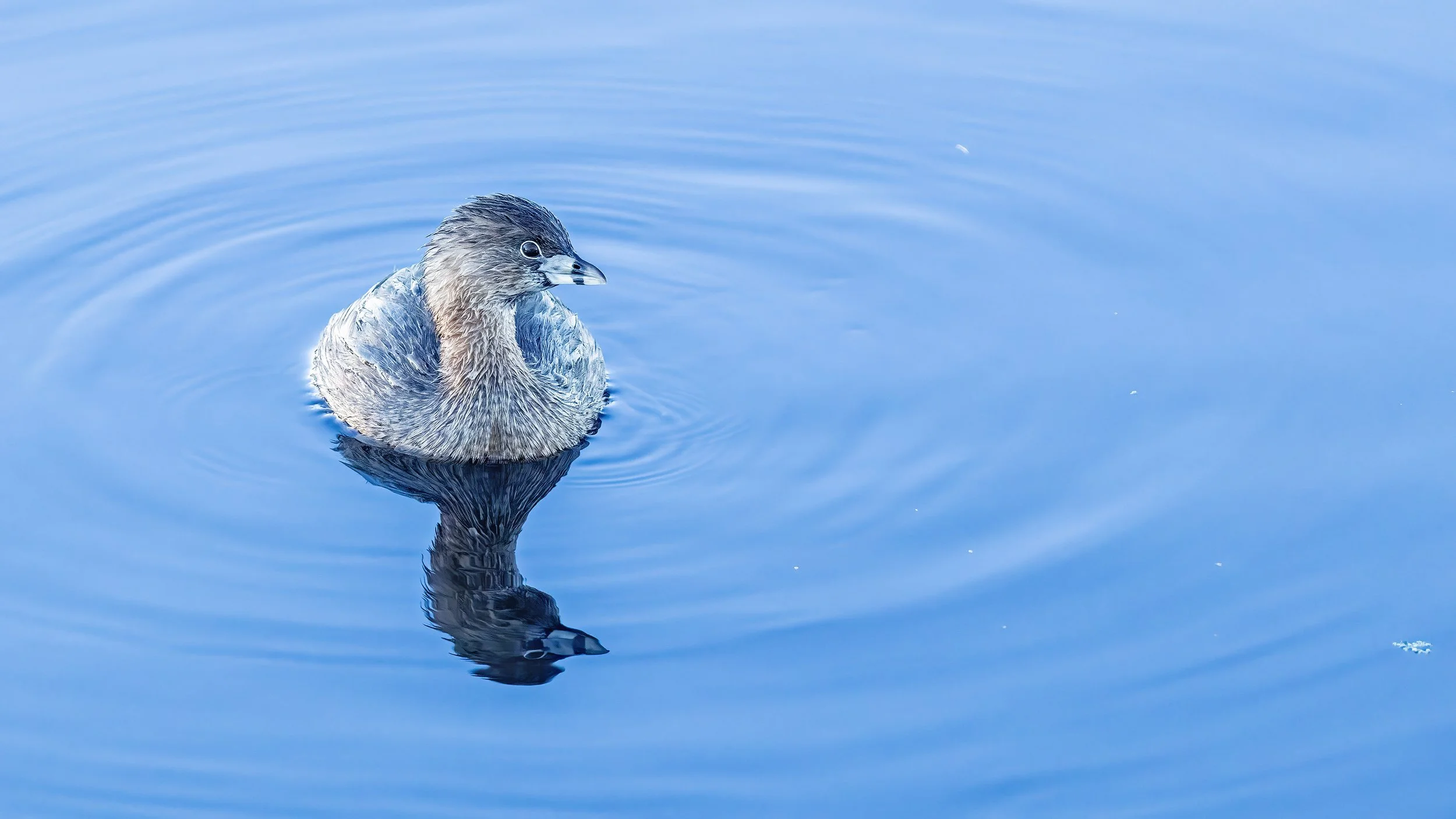 Pied-billed Grebe