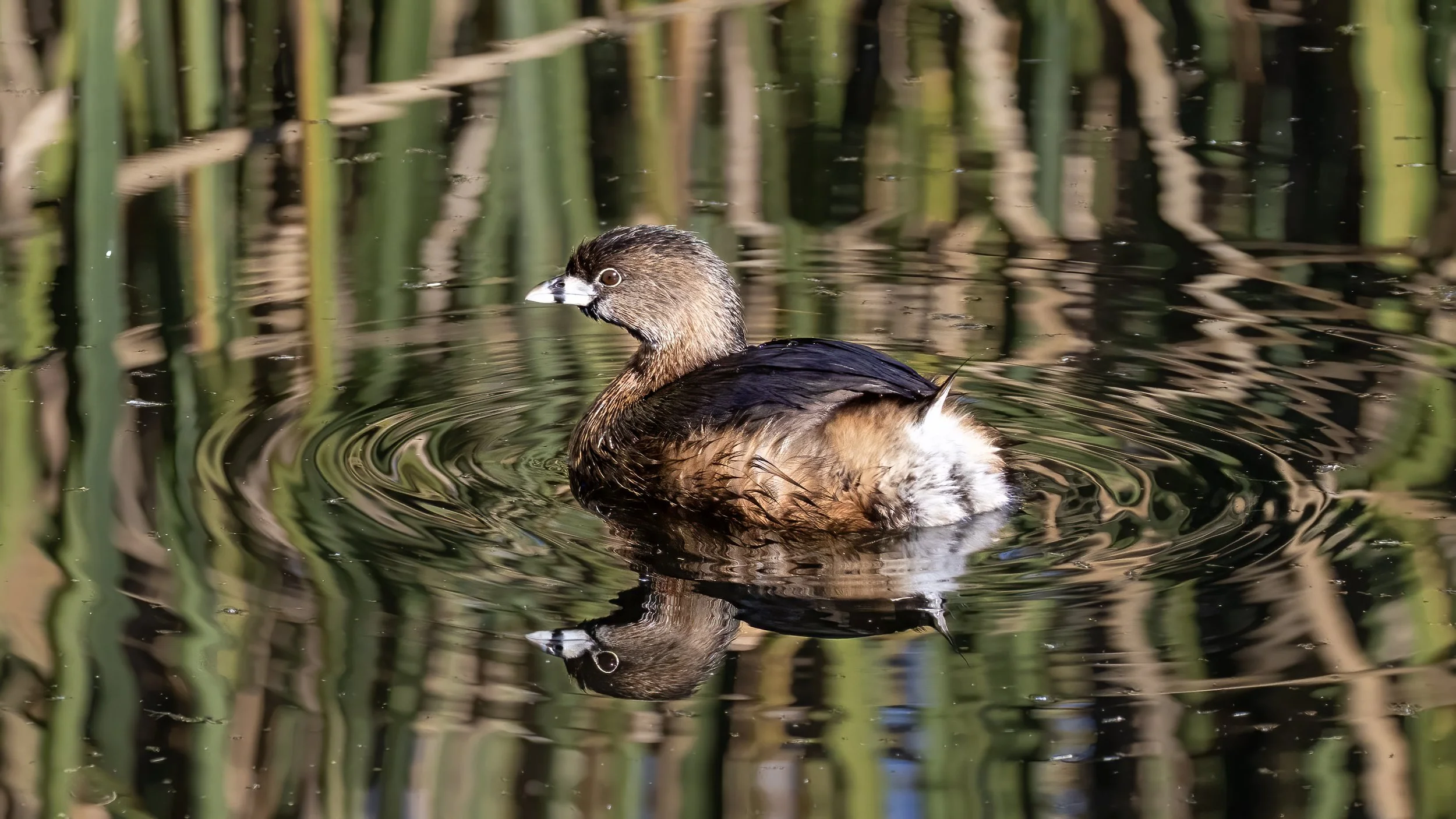 Pied-billed Grebe