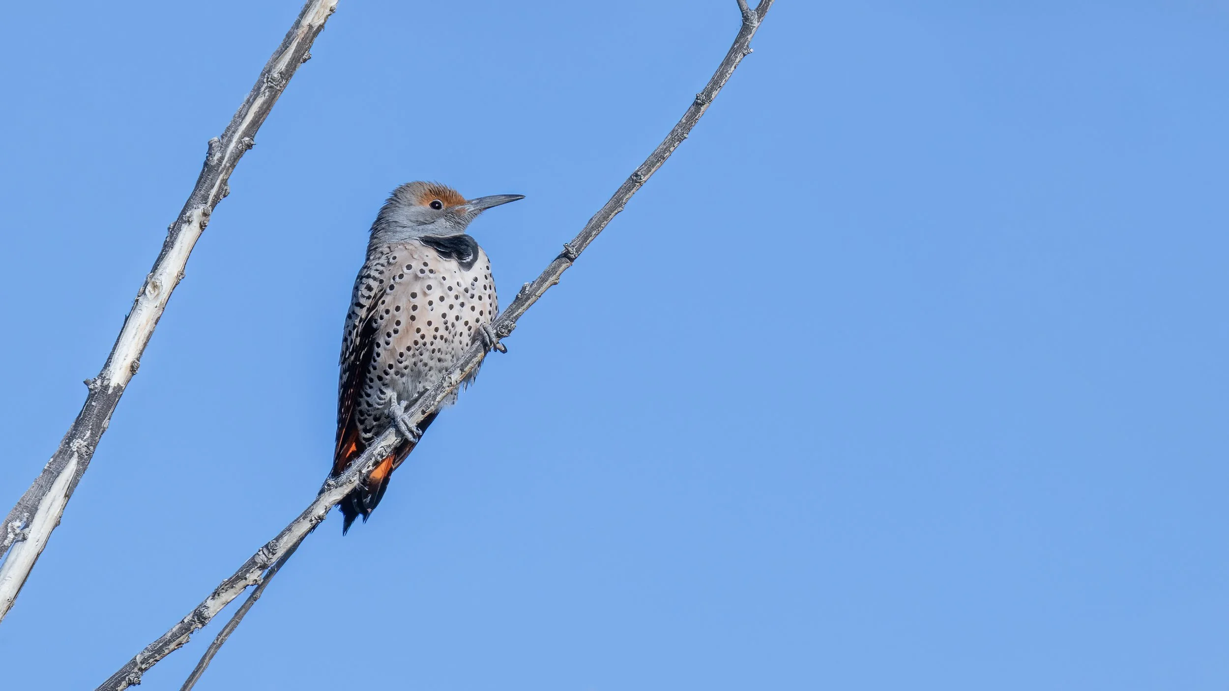 Northern Flicker - female