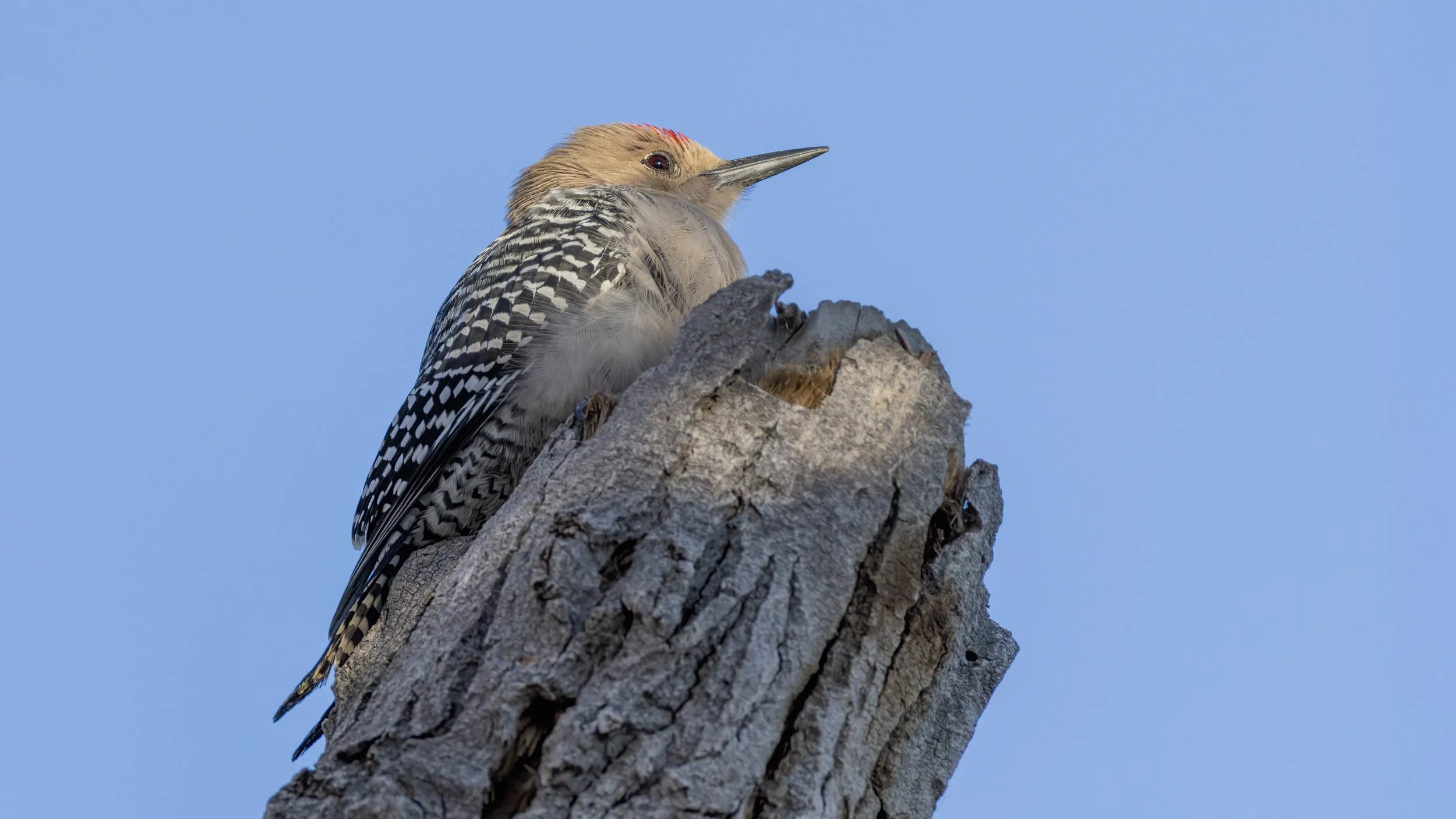 Gila Woodpecker