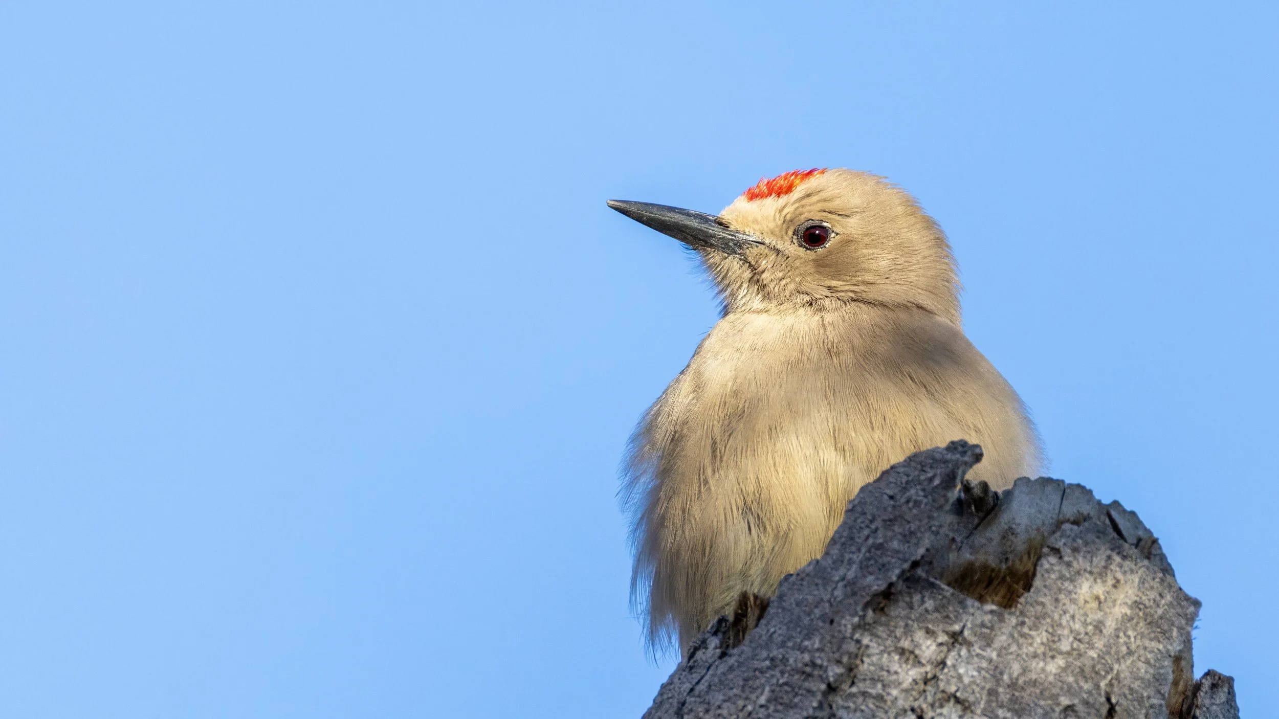 Gila Woodpecker