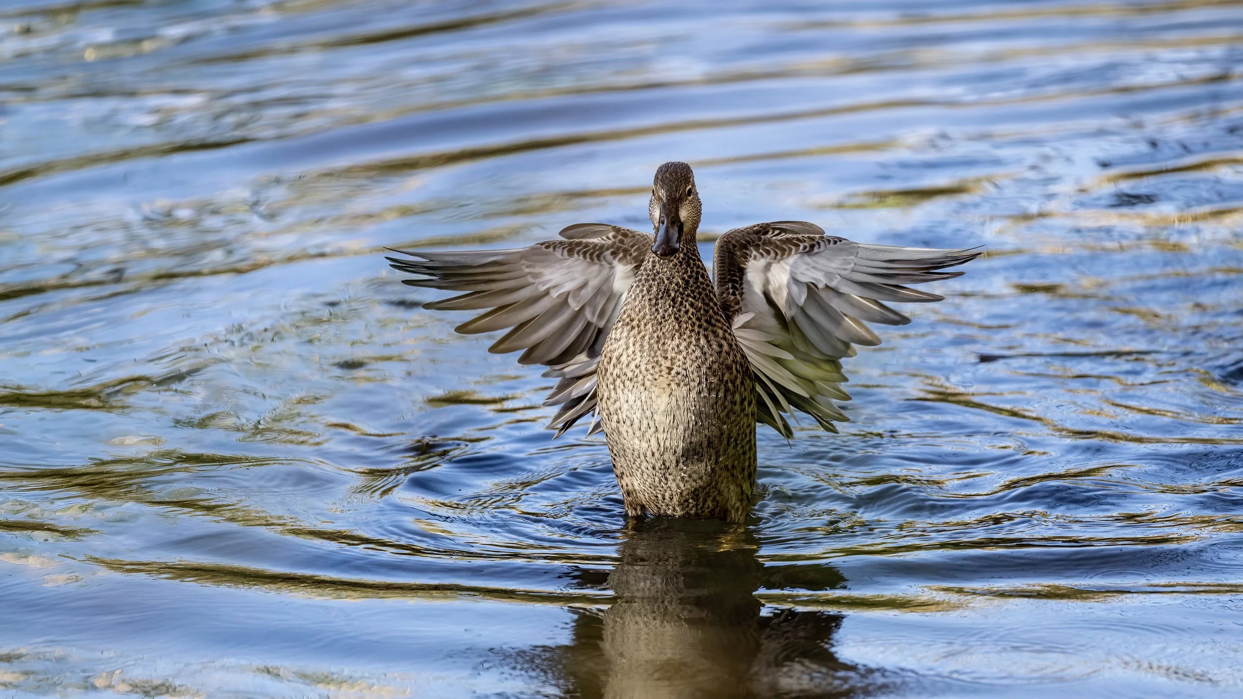 Green-winged Teal - female
