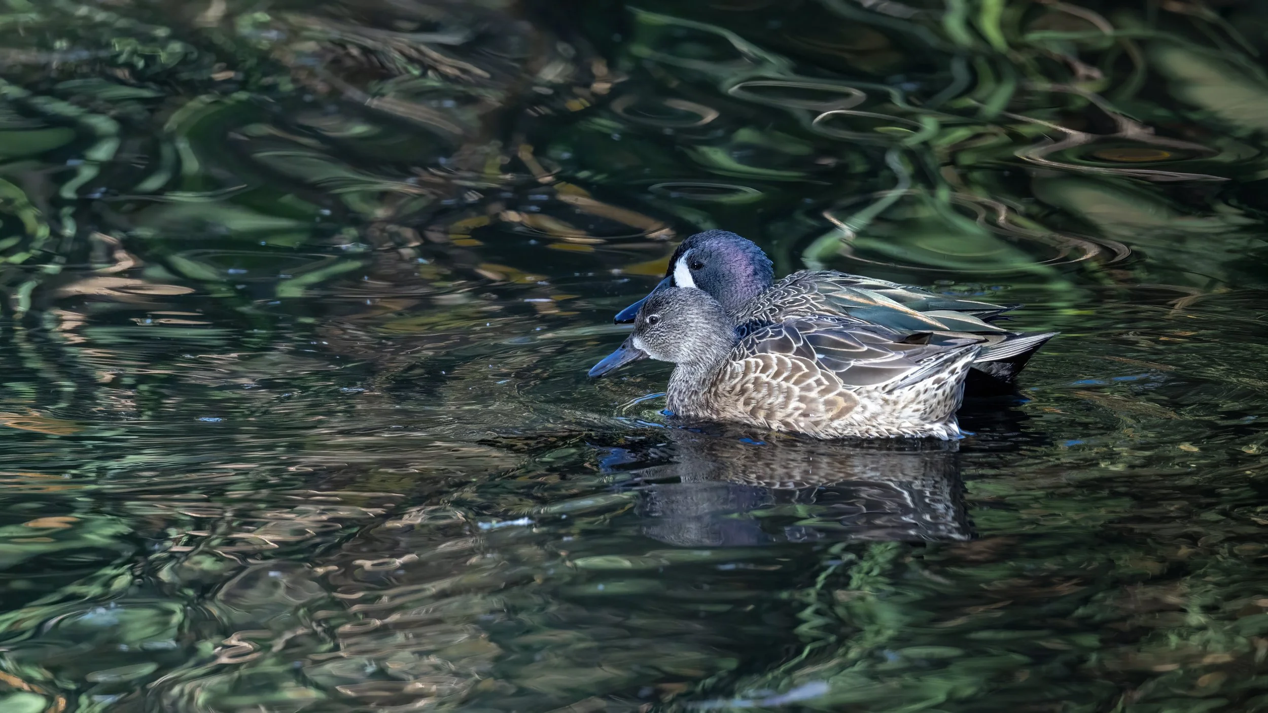 Blue-winged Teal