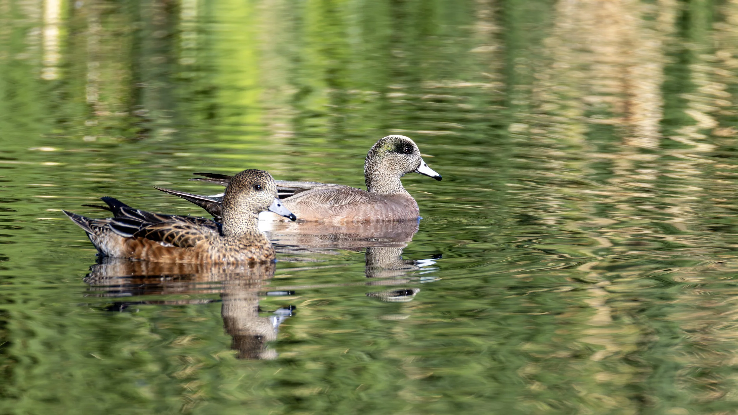 American Wigeon