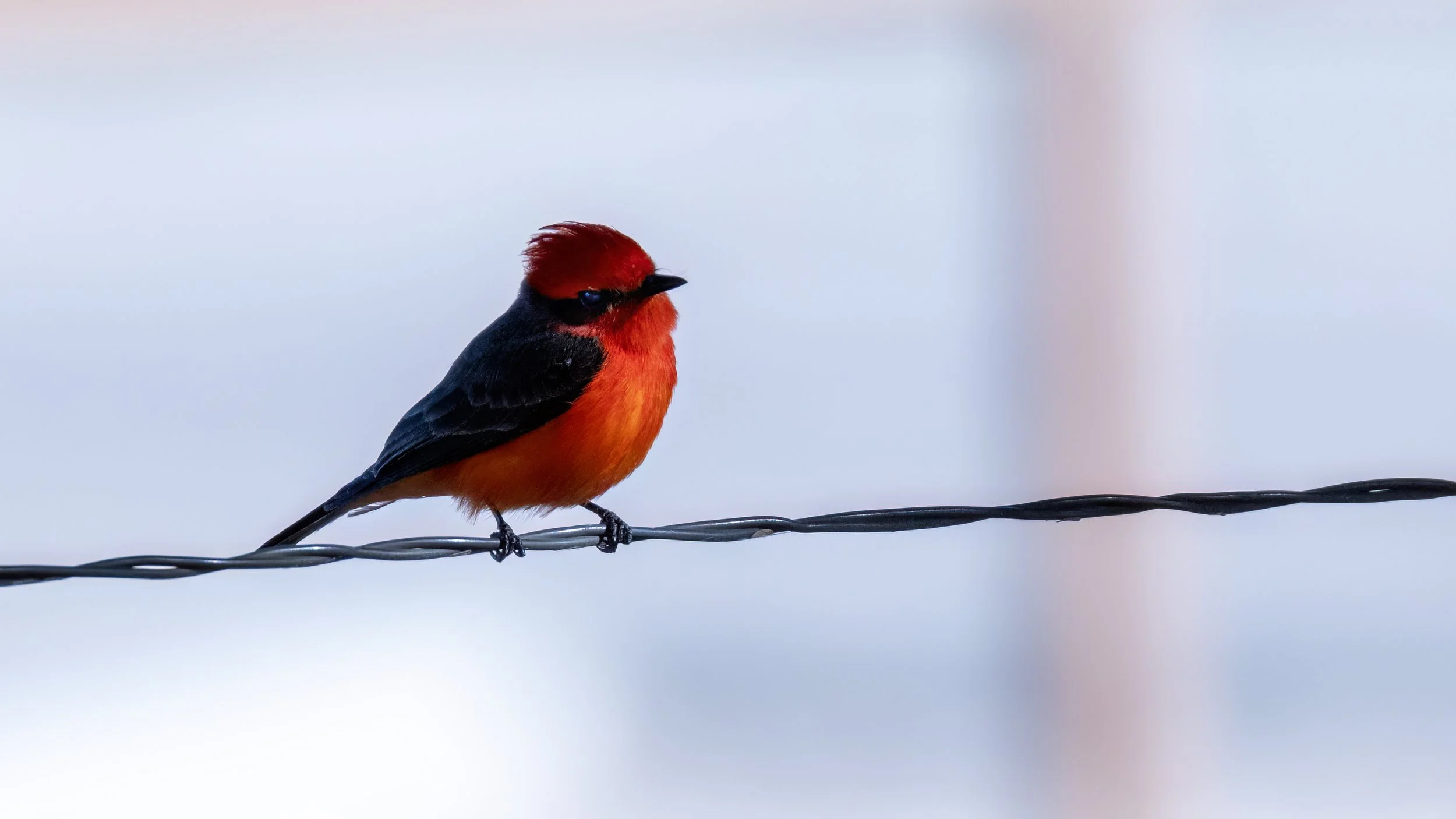 Vermillion Flycatcher