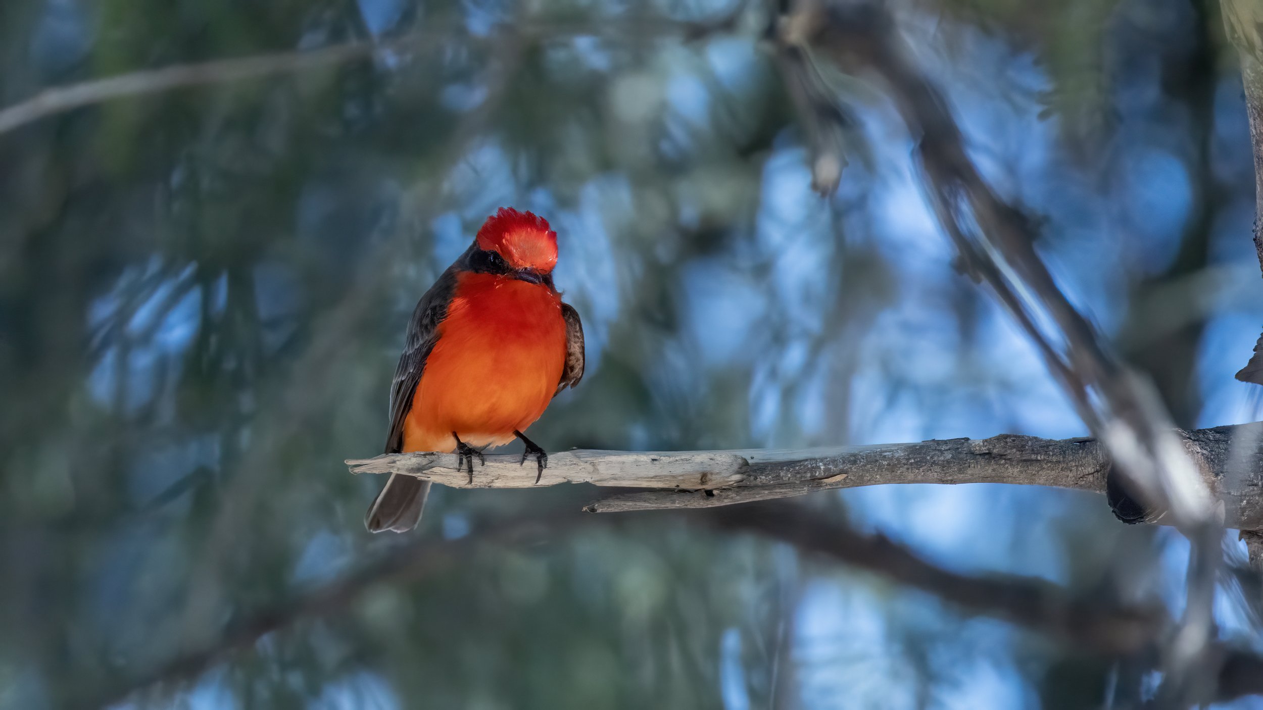 Vermillion Flycatcher