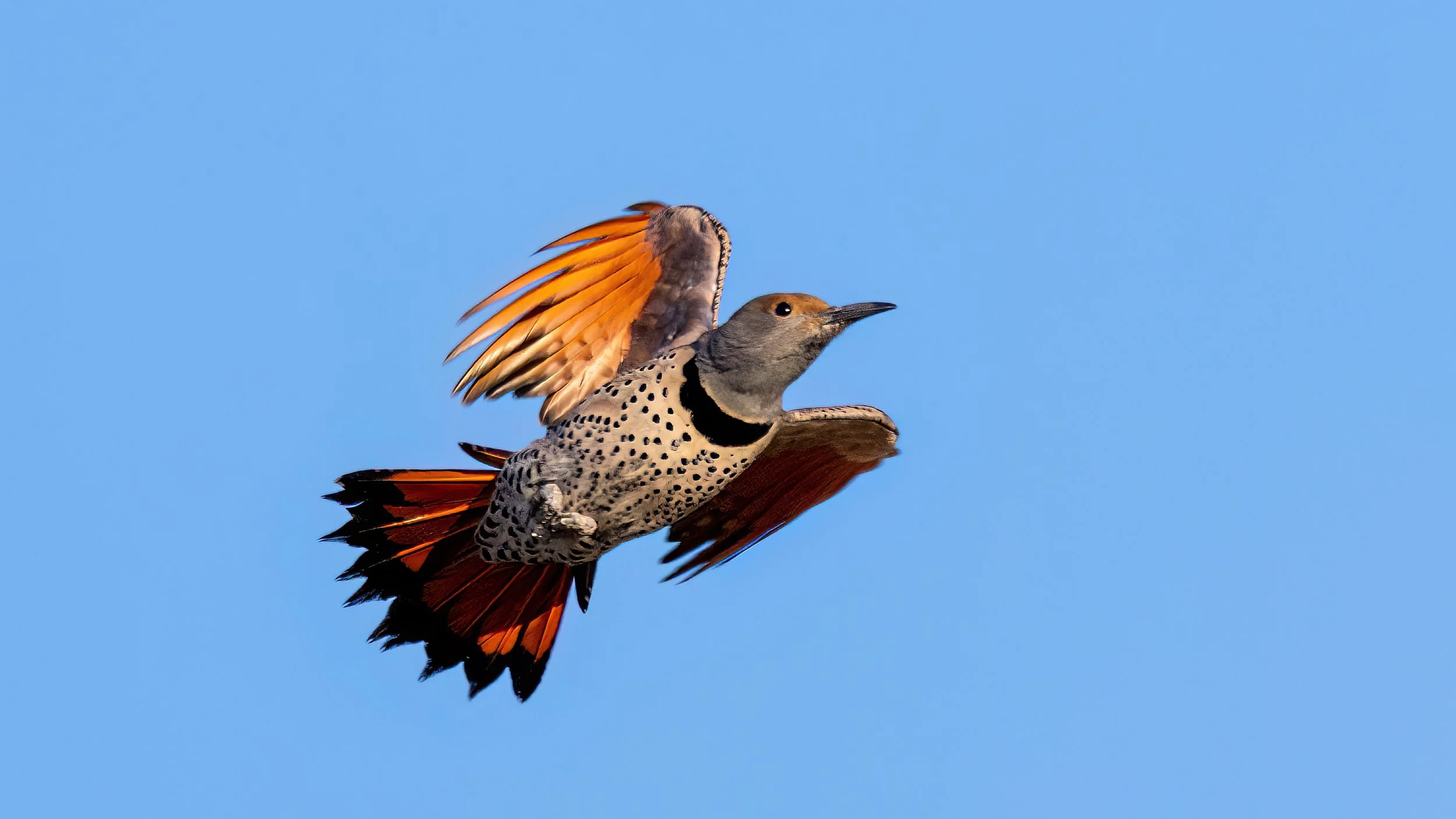 Northern Flicker