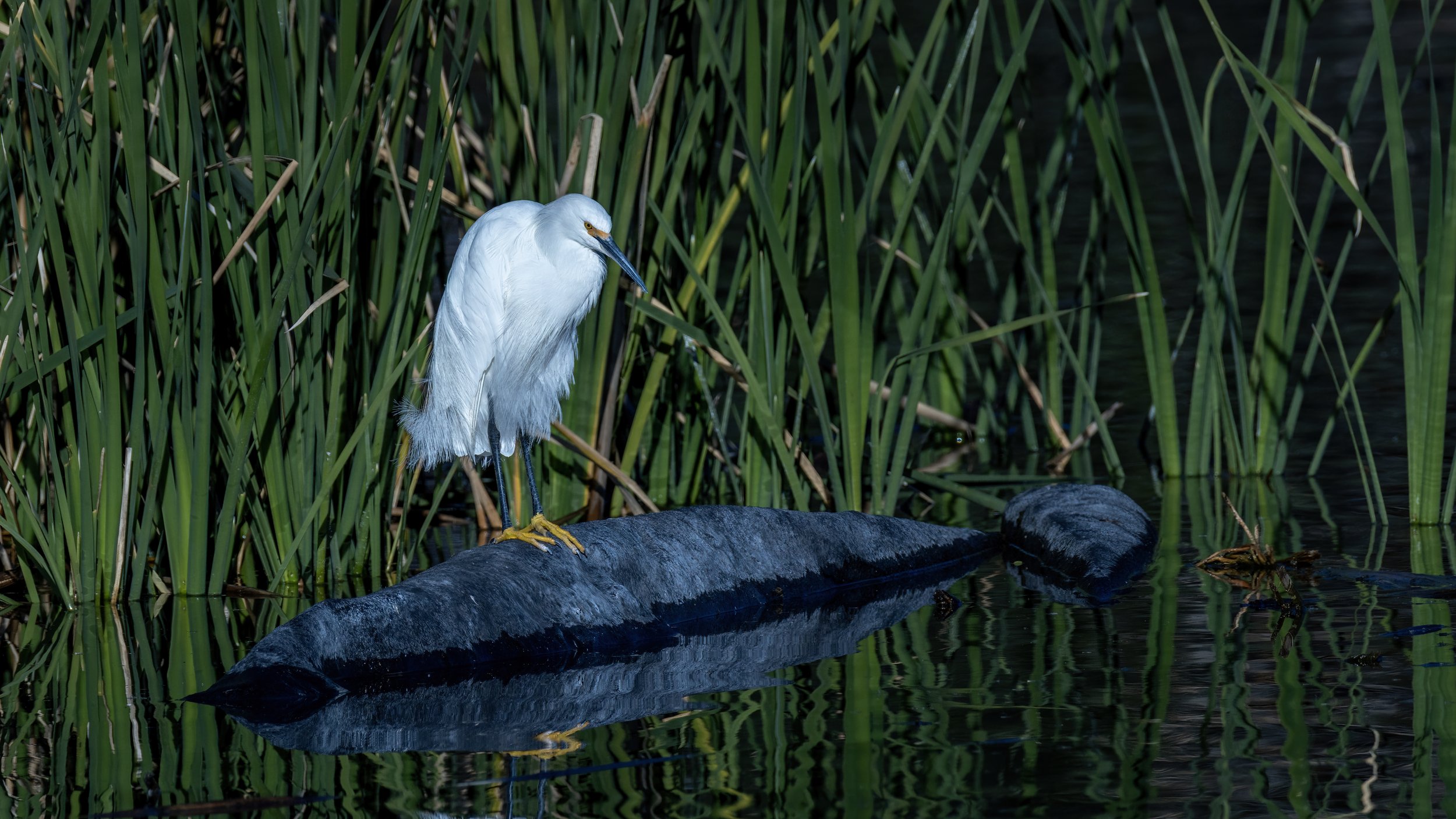 Snowy Egret