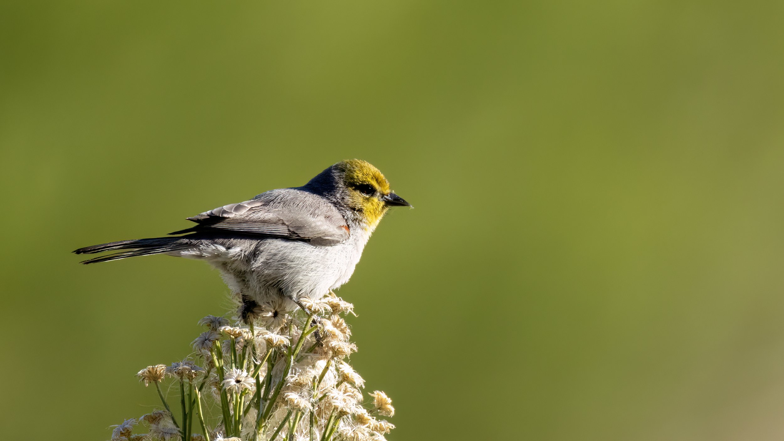 Verdin