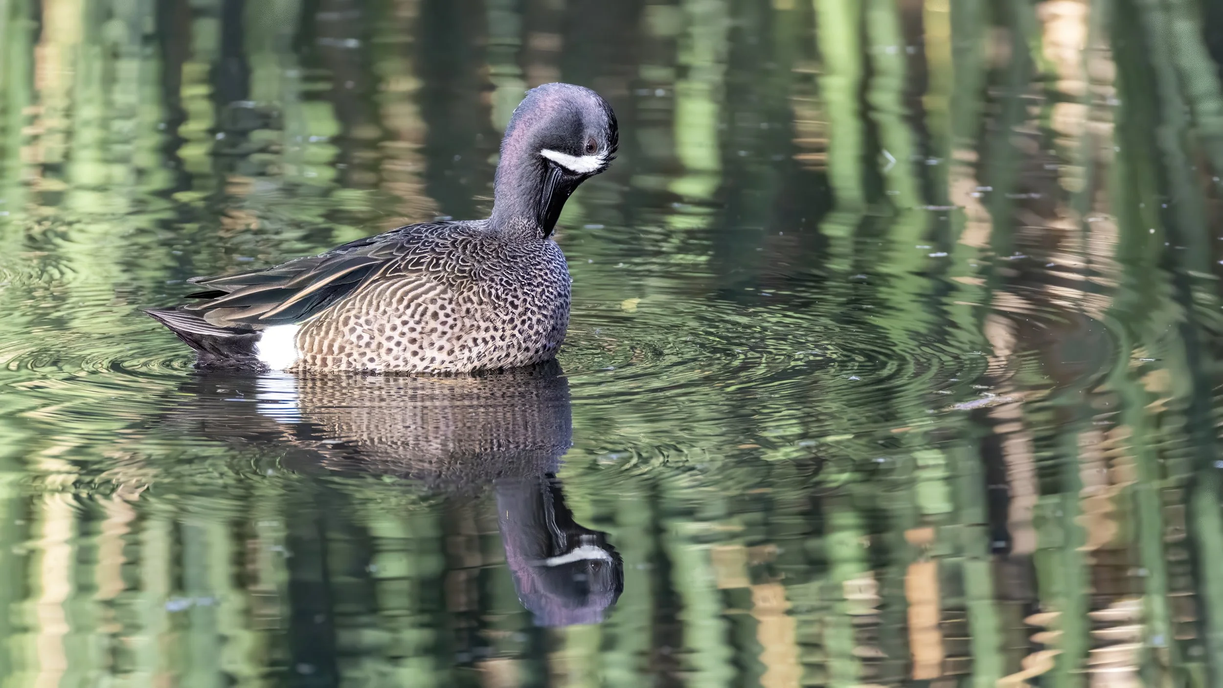 Blue-winged Teal