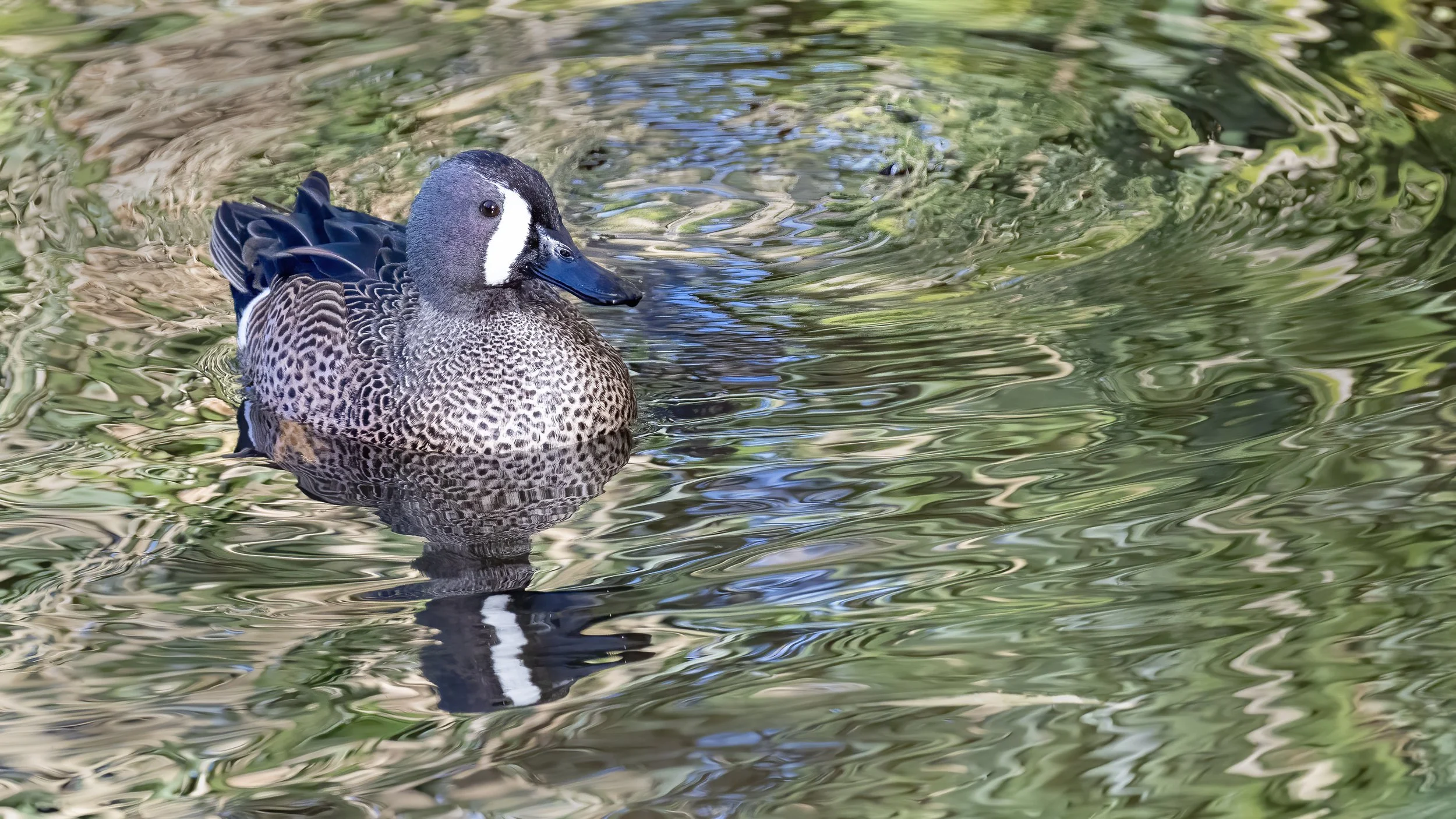 Blue-winged Teal