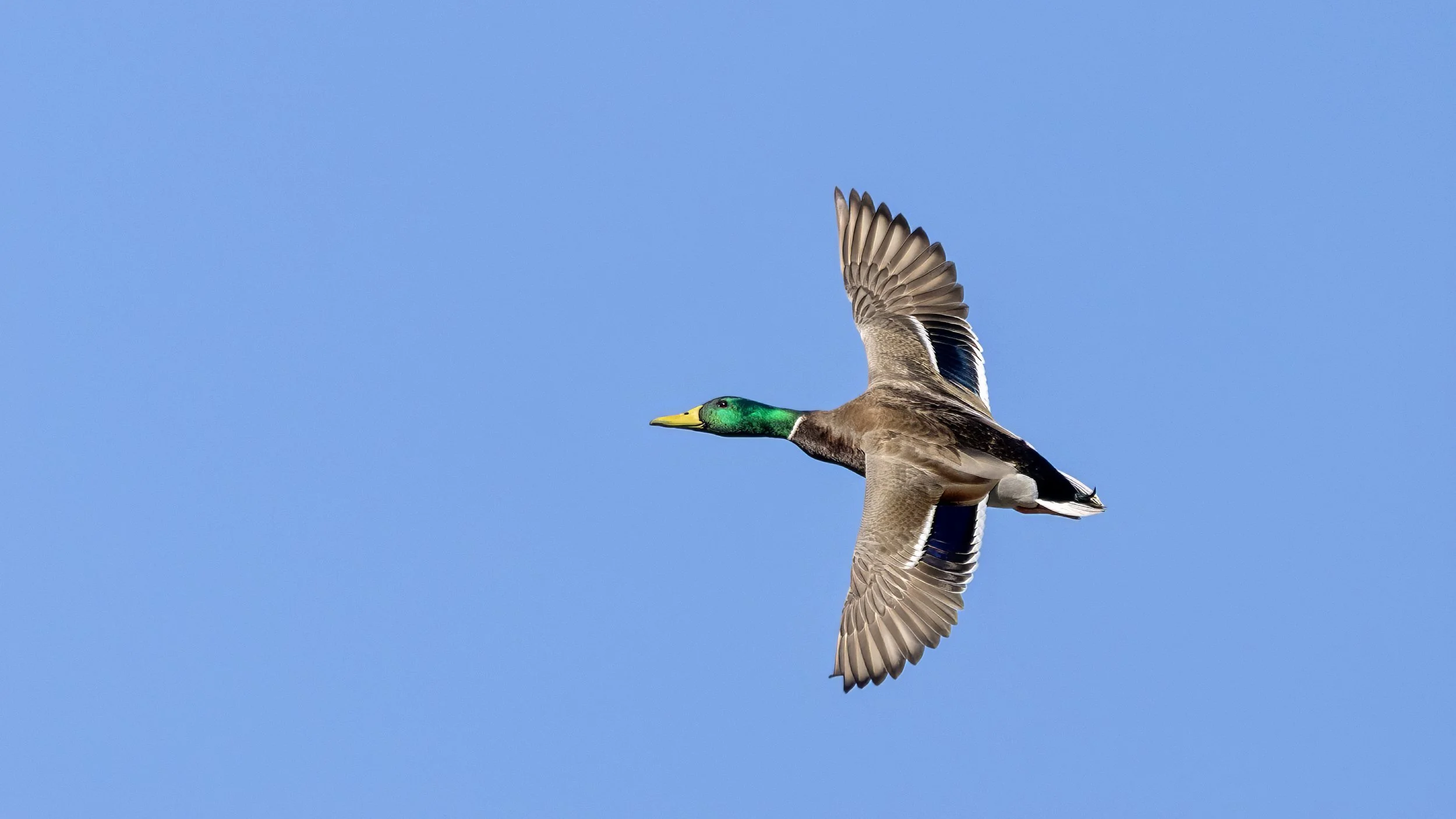 Mallard