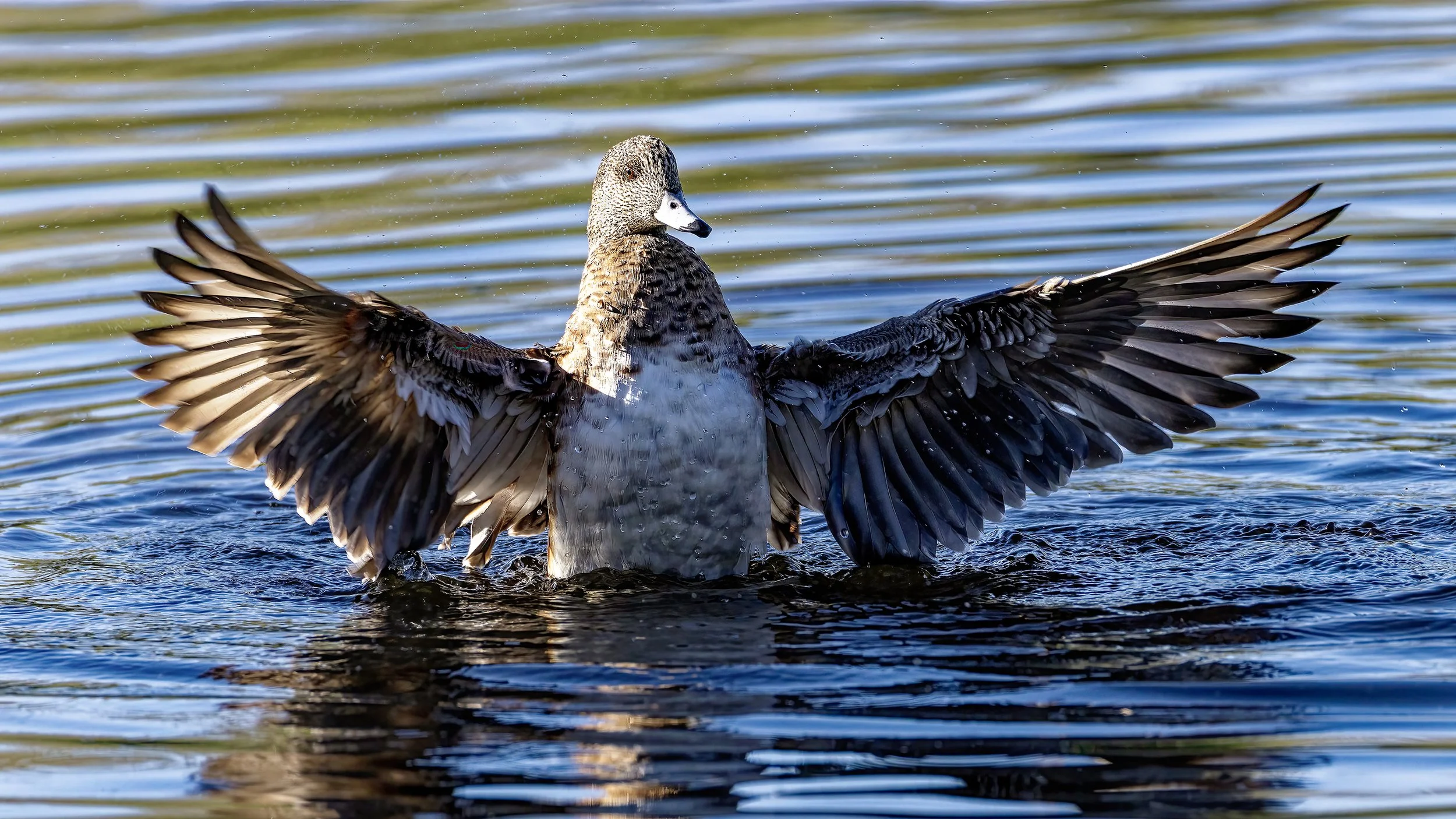 Gadwall