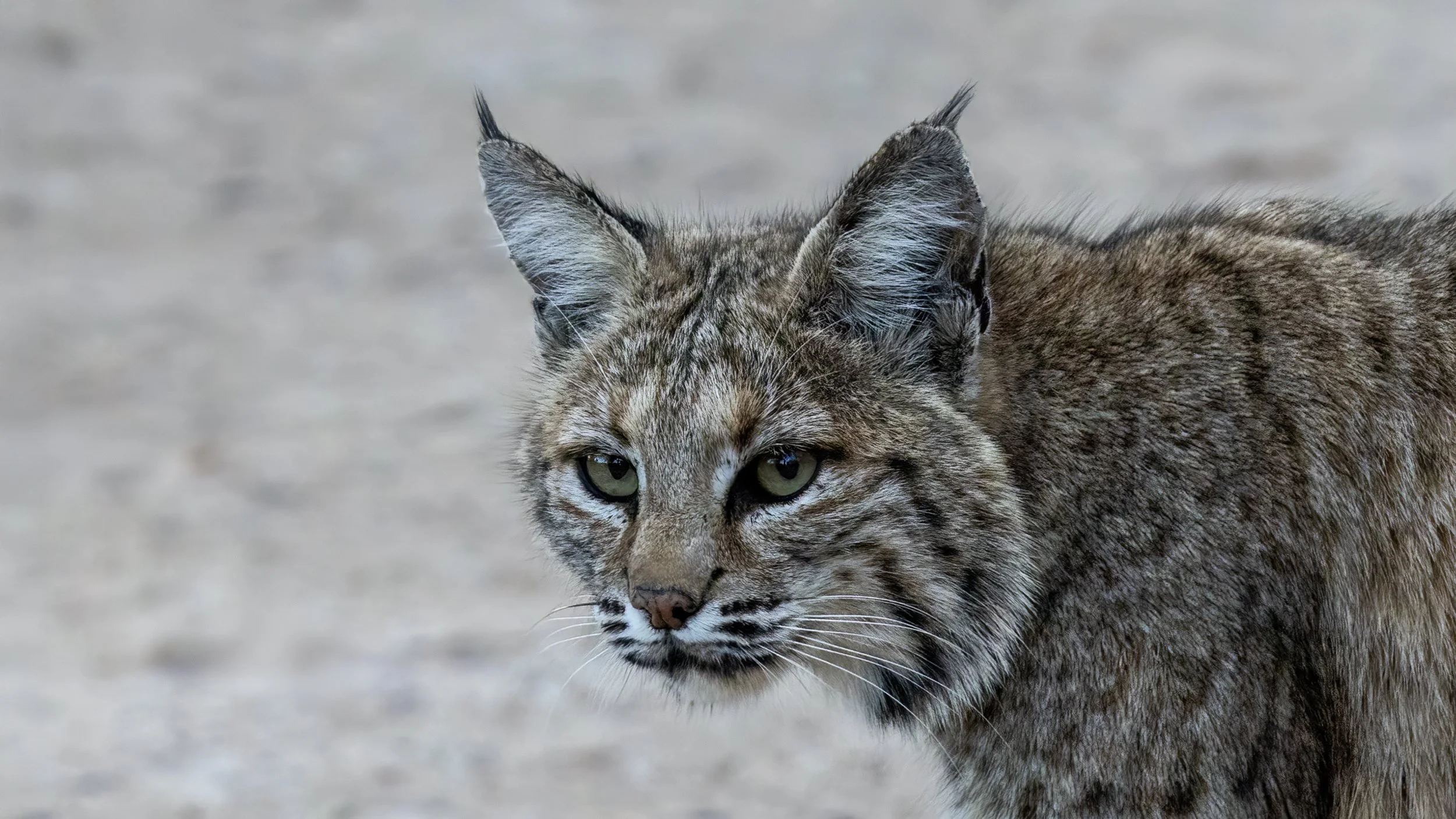 Bobcat