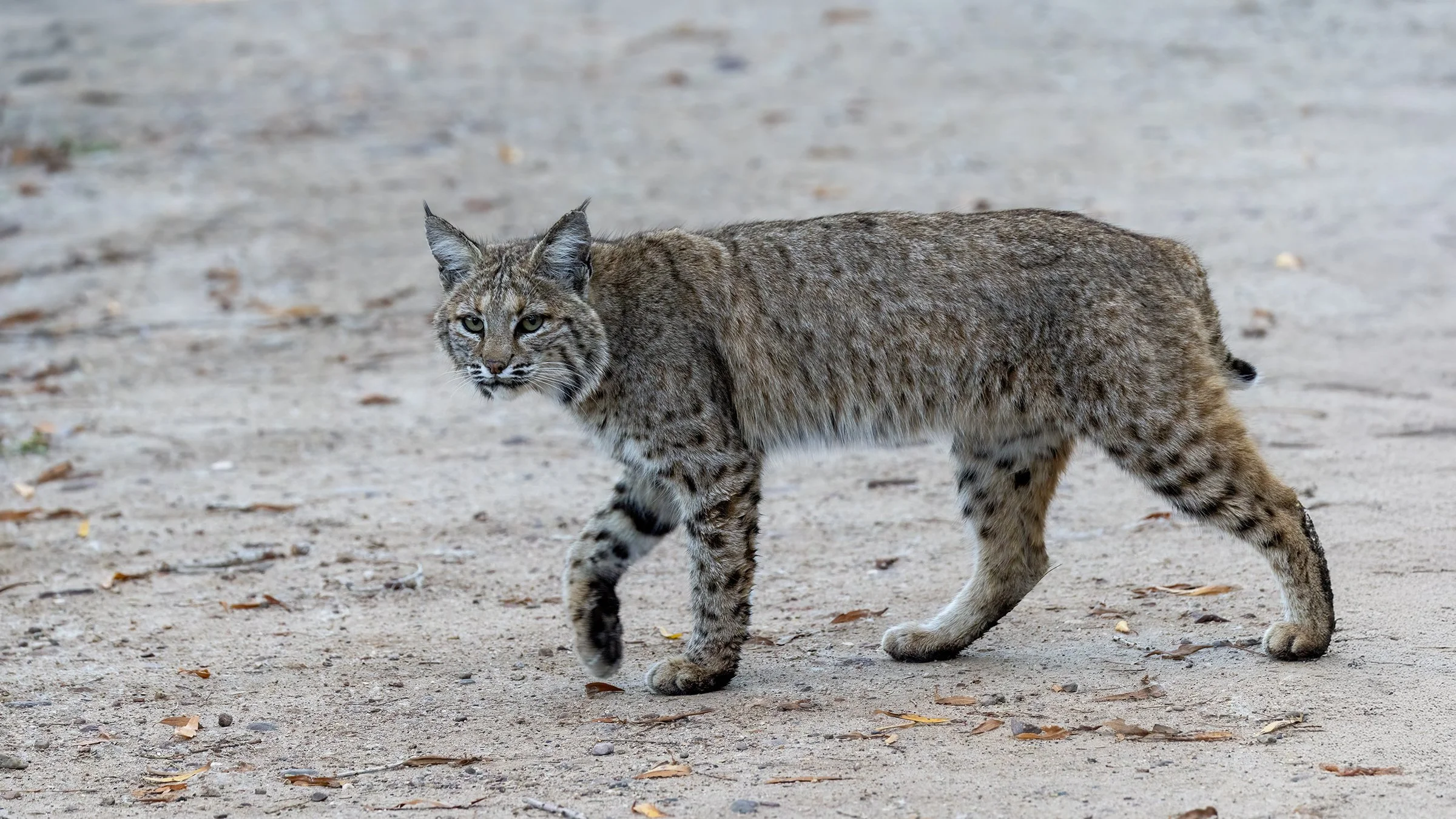 Bobcat