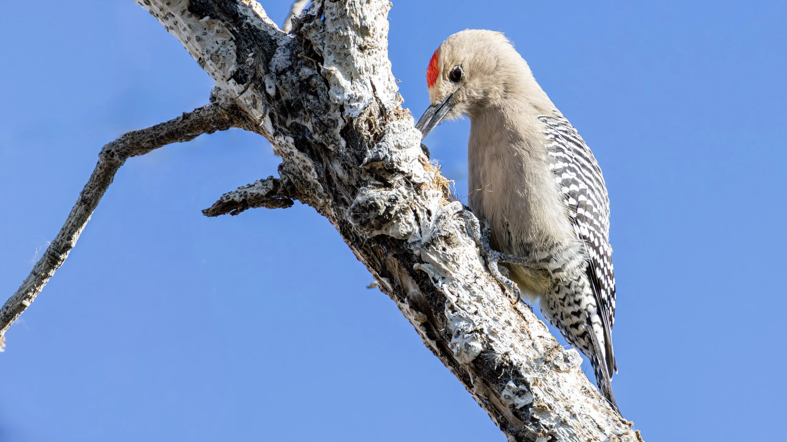Gila Woodpecker