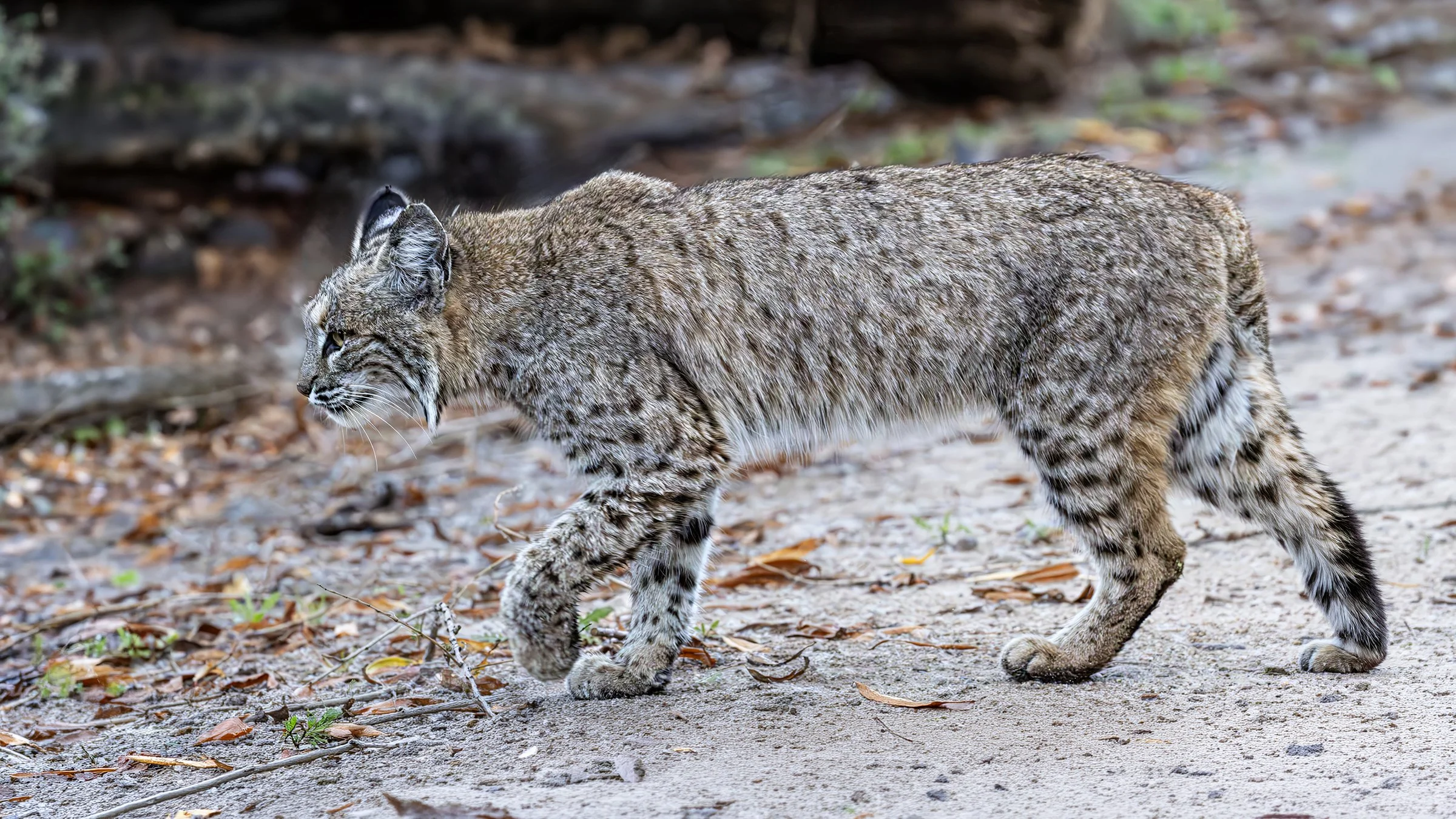 Bobcat