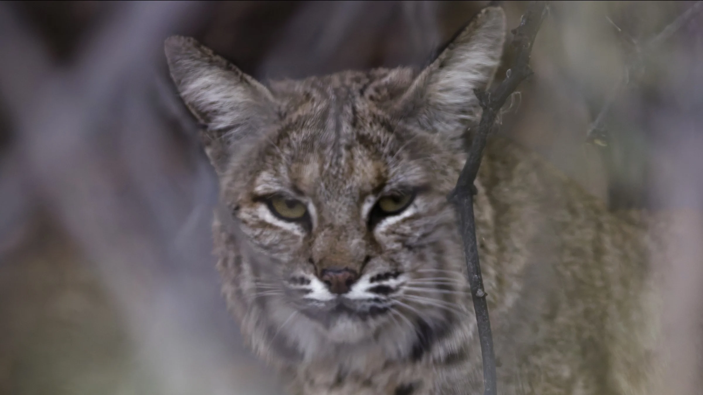 Bobcat